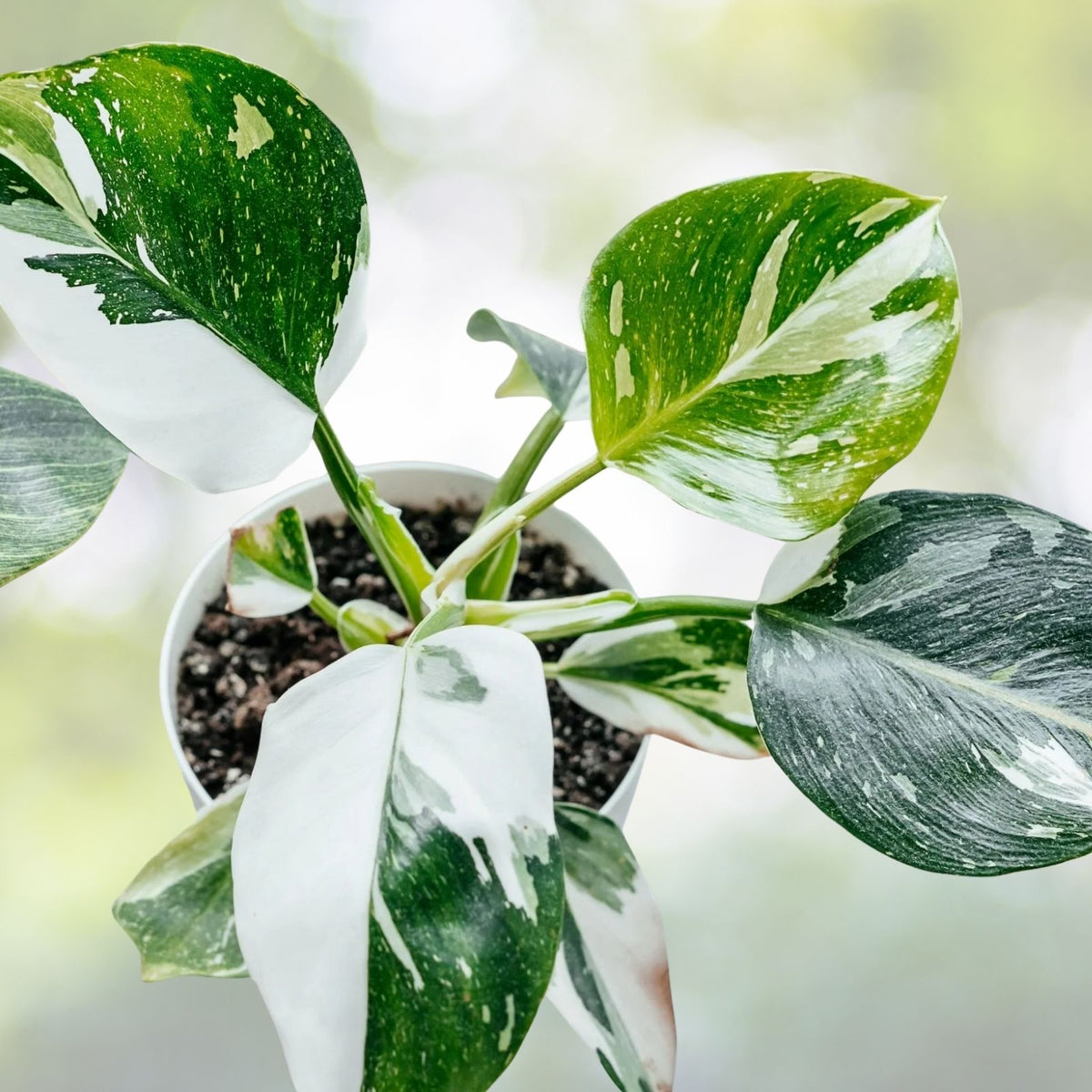 Philodendron White Princess Plant - Rare Variegated Tropical Houseplant - Philodendron erubescens