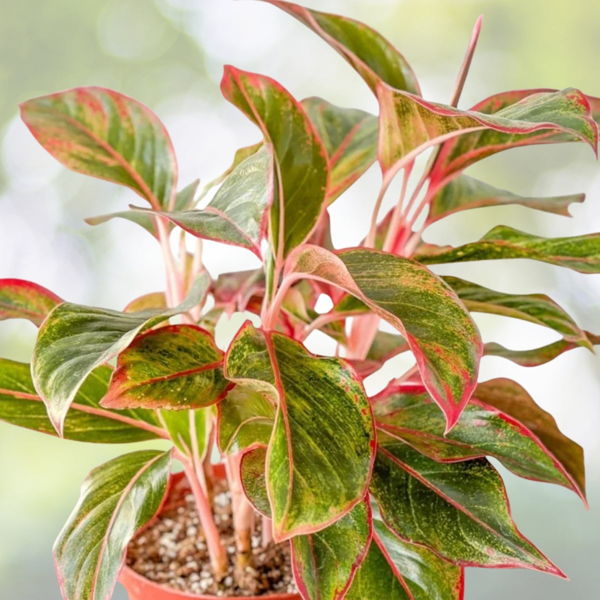 Pentas Plant 6in Pot Qty 4 Large Pink Flowering Penta Butterfly & Hummingbird Magnet Pentas lanceolata