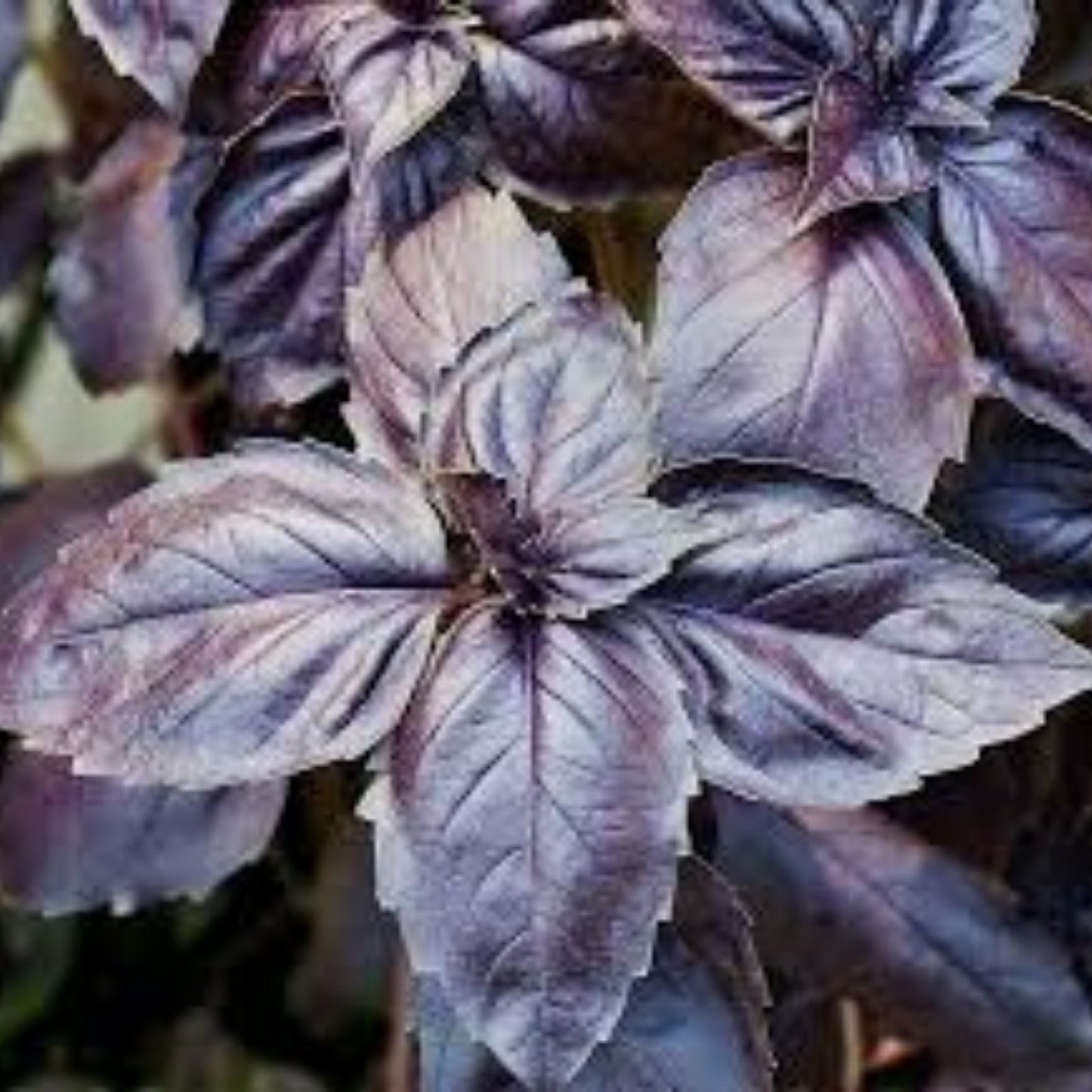 Purple Basil Herb Seeds 200 Count, Organic Non-GMO, Ocimum basilicum 'Purpurascens' for Gardening, Culinary Use