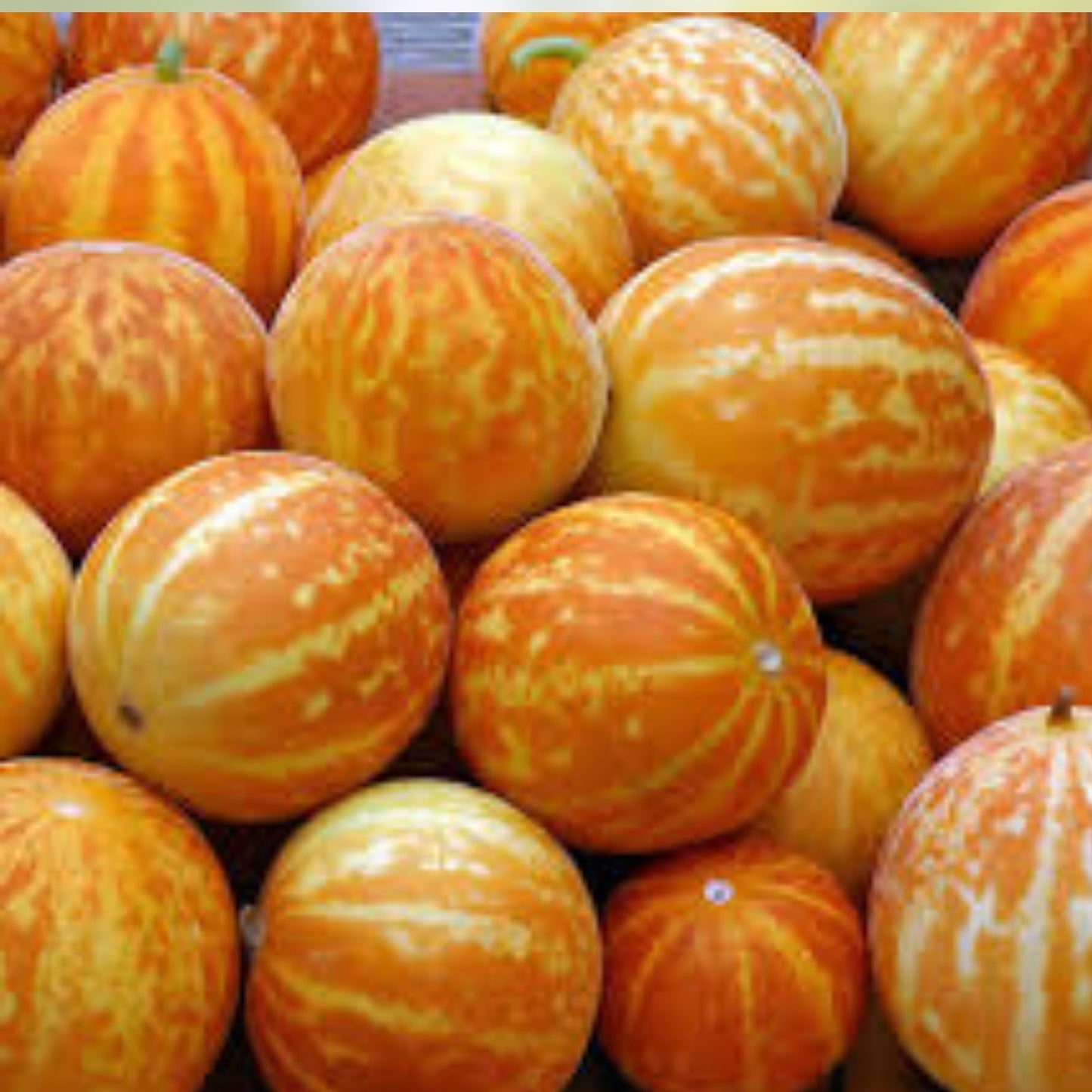 Queen Anne's Pocket Melon Seeds 10 Pack Heirloom Variety Cucumis melo Organic Fruit Seeds