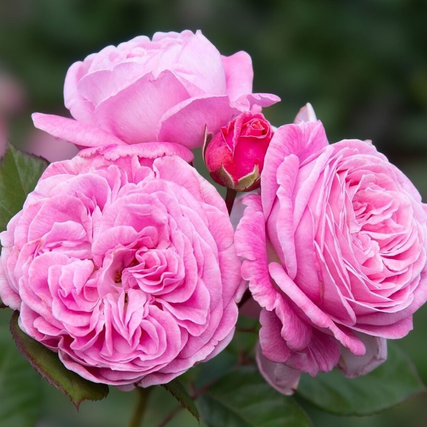 Organic Pink Rose Cuttings - 5 Pack for Rooting and Planting - Rosa spp. - Garden Flower Propagation