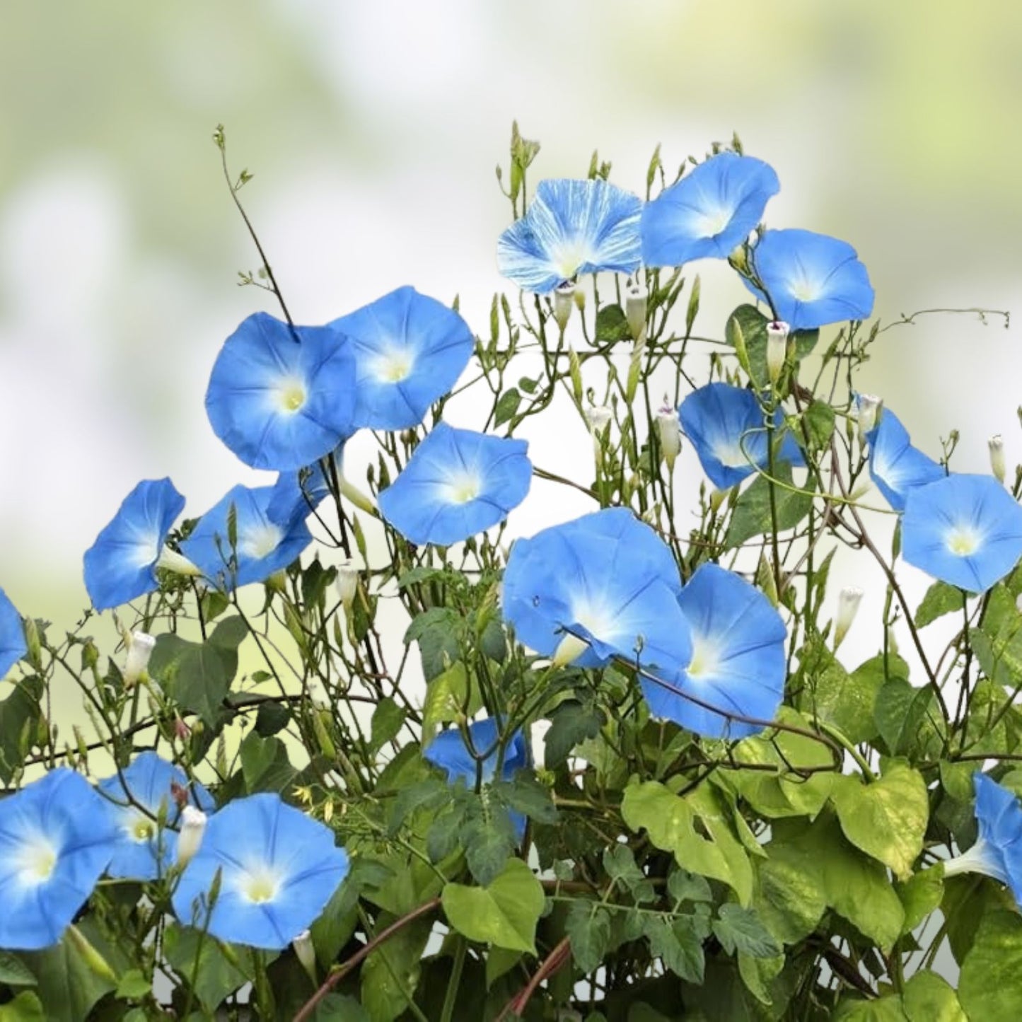 Blue Morning Glory Seeds 100 Count Climbing Vine Ipomoea purpurea Flower Seeds for Garden Trellis Landscape