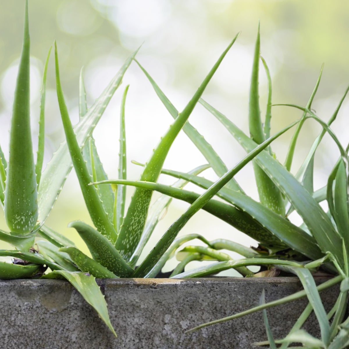 Aloe Vera Plant 6” Pot - Succulent Variety - Aloe barbadensis miller - Medicinal & Decorative Indoor Plant