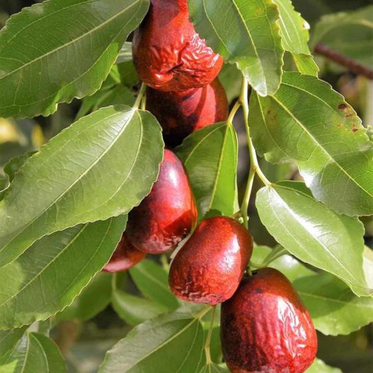 Chinese Date Tree Seeds - 6 Seeds for Planting - Jujube Tsao Zizi - Ziziphus jujuba - Edible Fruit Tree