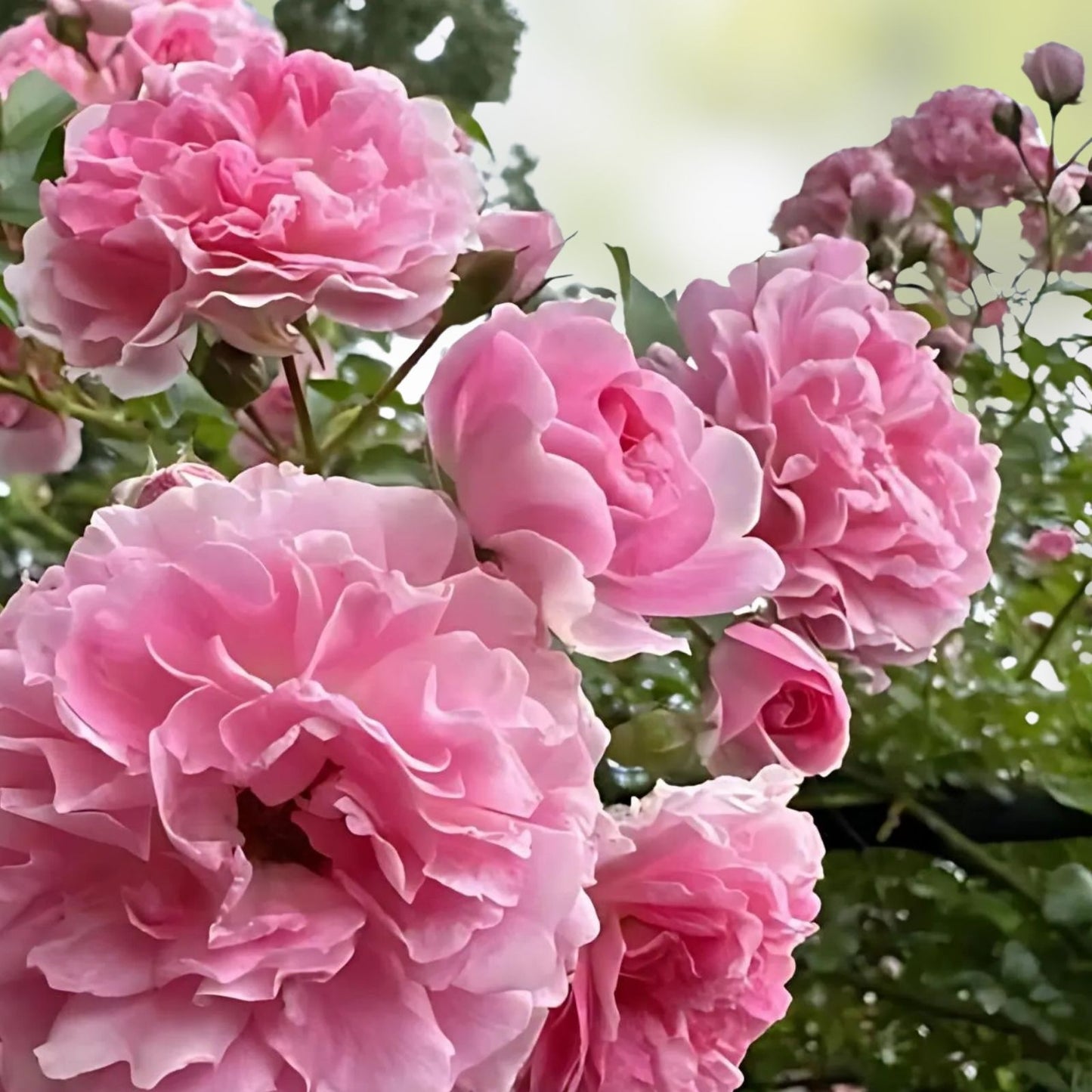 Rambler Rose Cuttings 15 Unrooted Propagation Multiflora Rosa Multiflora Garden Planting Material