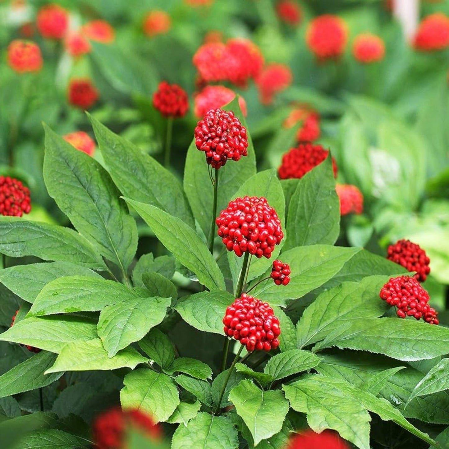 Siberian Ginseng Seeds 10 Pack - Eleutherococcus senticosus Herb for Health & Wellness - Shipped from Iowa