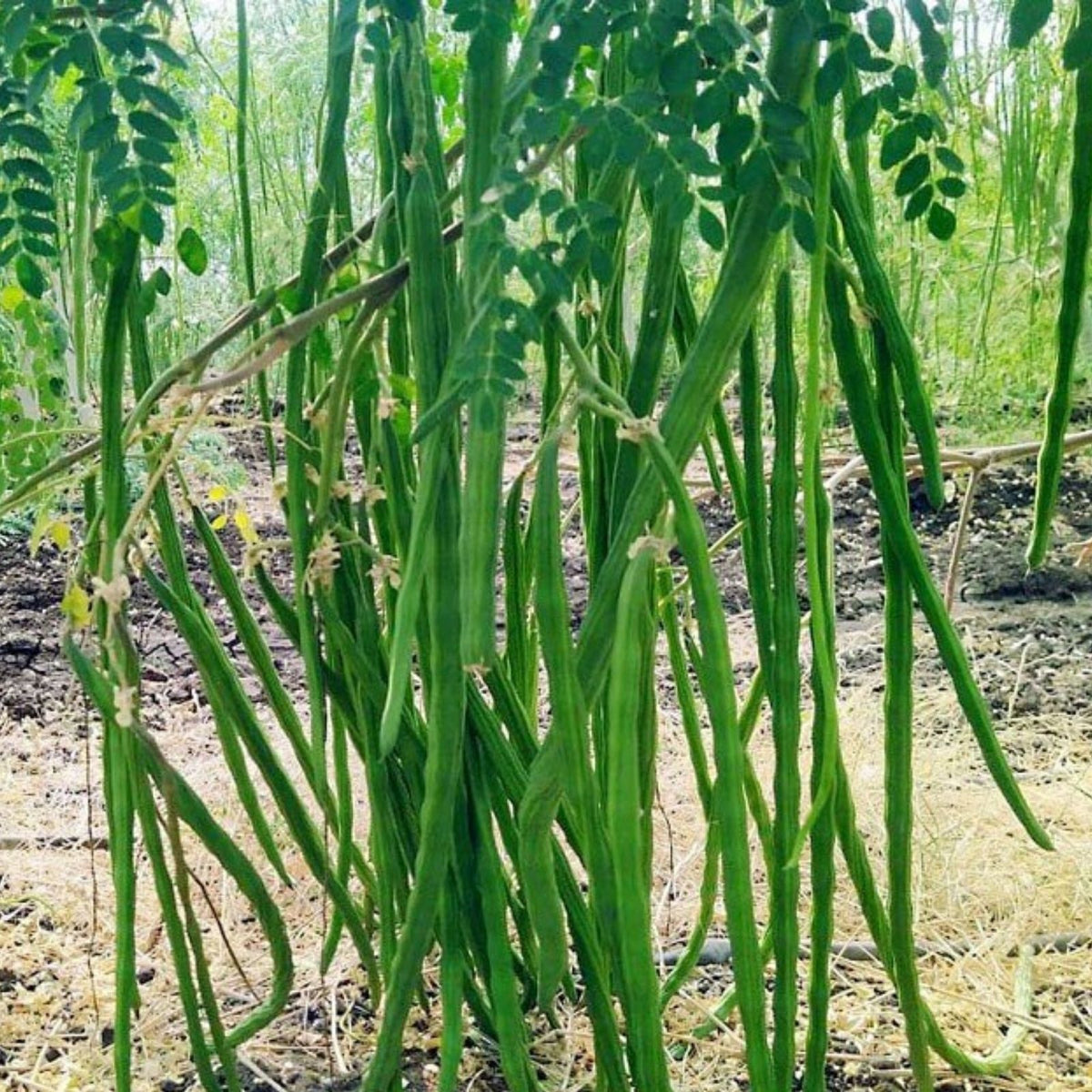 Organic Moringa Oleifera Seeds Drumstick Non-GMO for Sprouting and Planting, 30 Pack