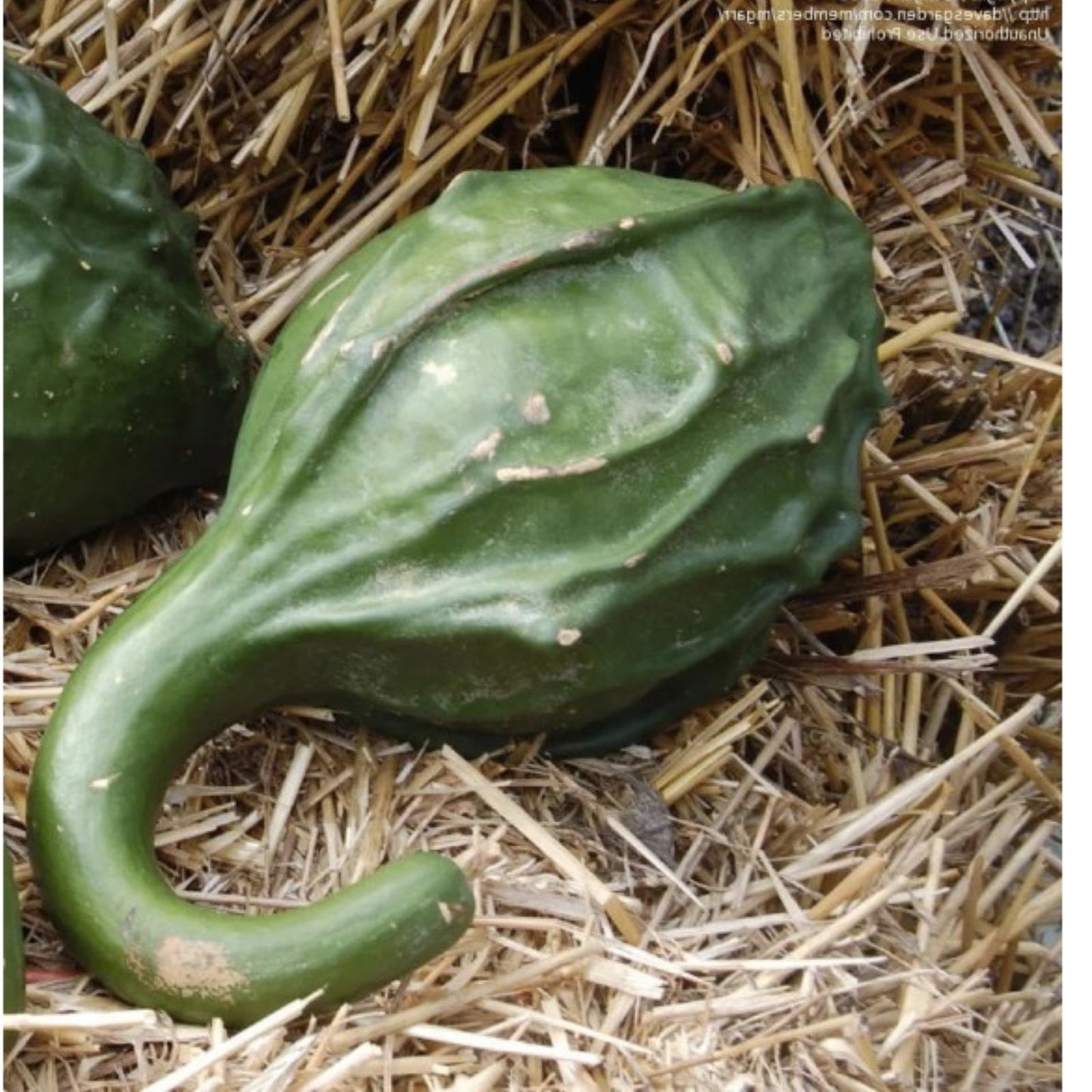 Caveman's Club Gourd Seeds 20 Pack - Large Club-Shaped Gourds - Lagenaria siceraria - Ornamental and Craft Use