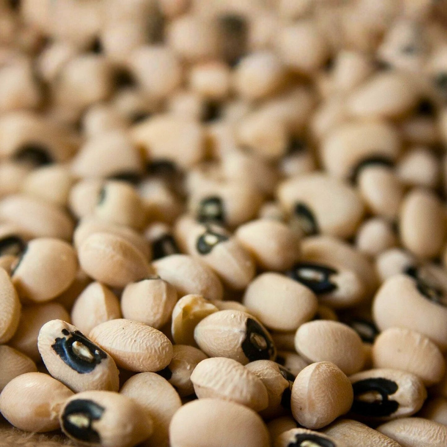 California Black Eye Pea Seeds, 100 Non-GMO Heirloom Edible Legumes, Vigna unguiculata