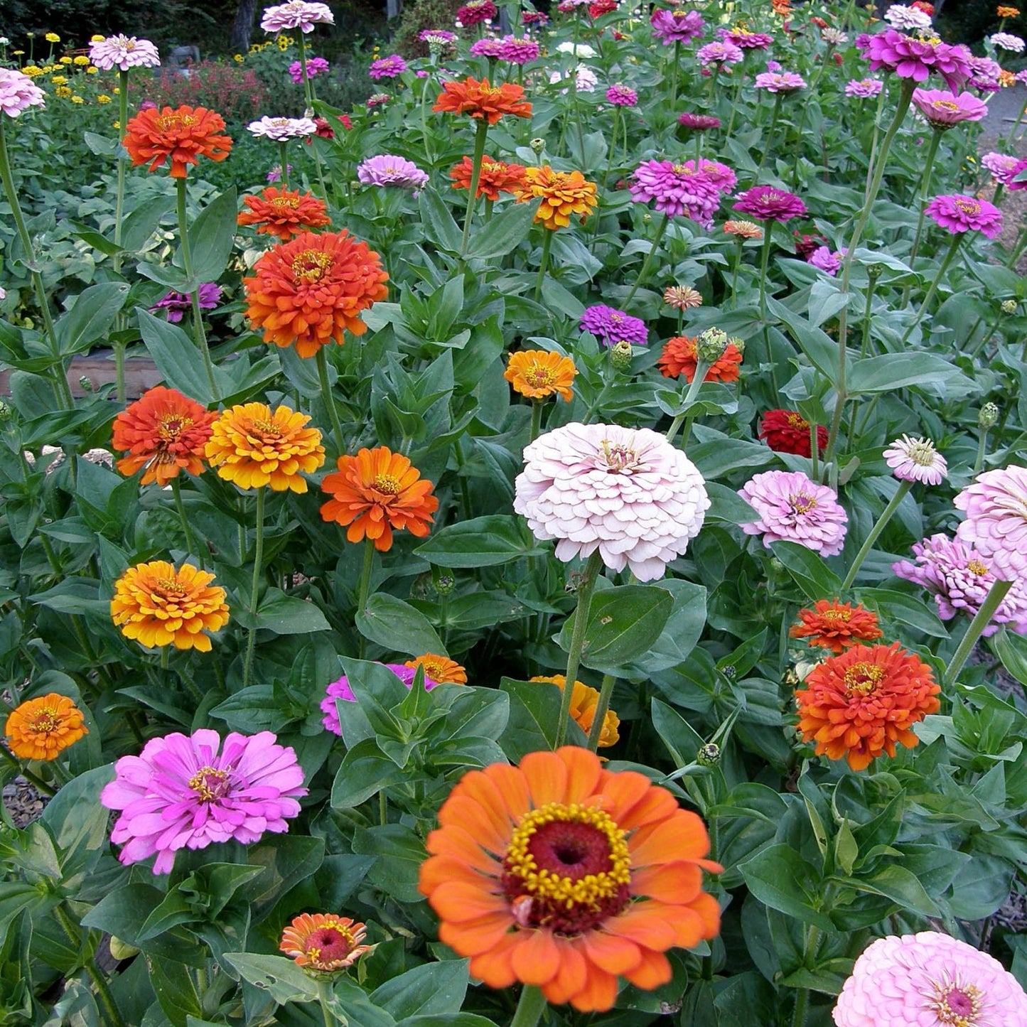 Zinnia Seeds 500+ Count Bright Colors for Garden & Bouquet Zinnia elegans Flower Seeds for Planting
