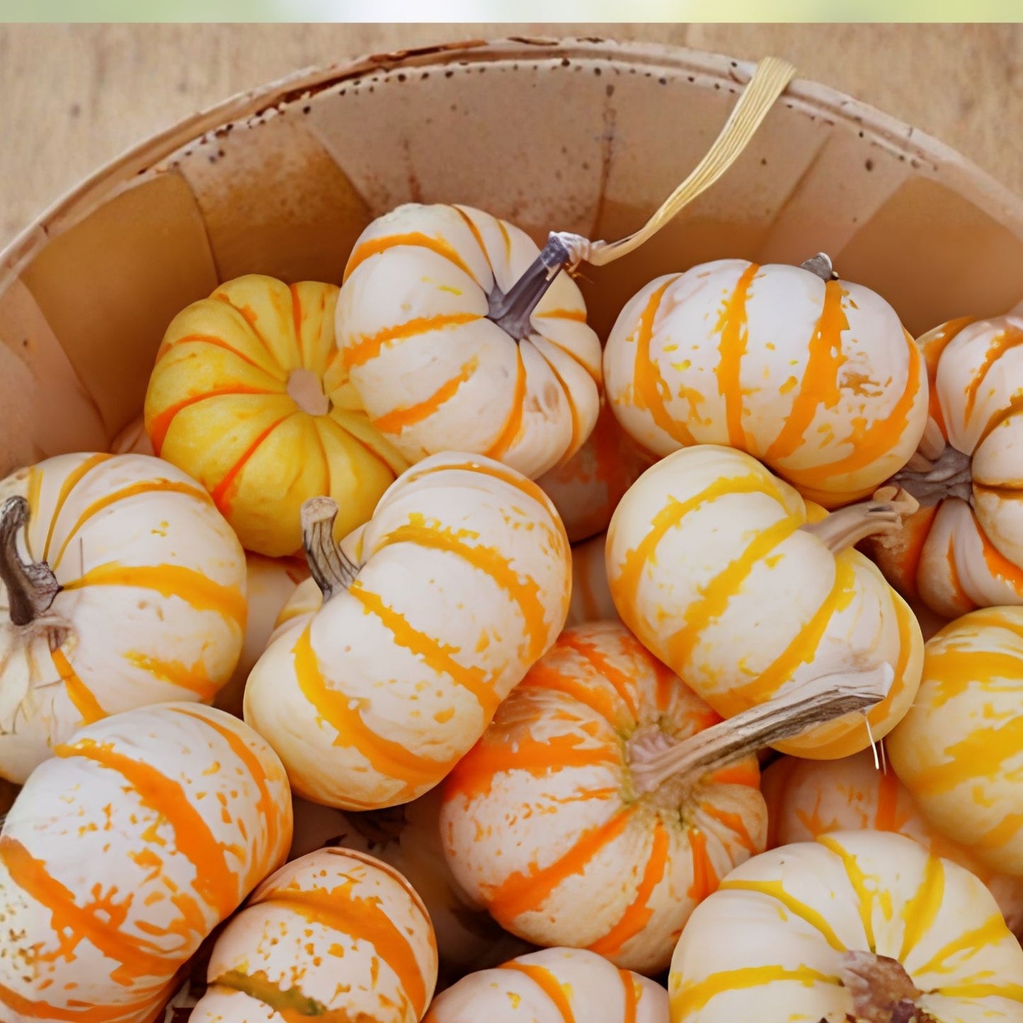 Dwarf Tiger Striped Gourd Seeds - 10 Rare Vegetable Seeds - Cucurbita pepo - Unique Ornamental and Edible Gourds