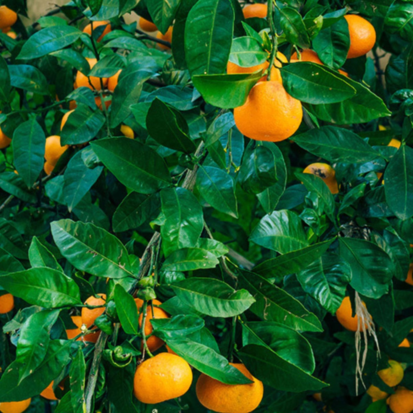 Sweet Mandarin-Orange Seeds - 5 Seed Pack for Planting - Citrus reticulata