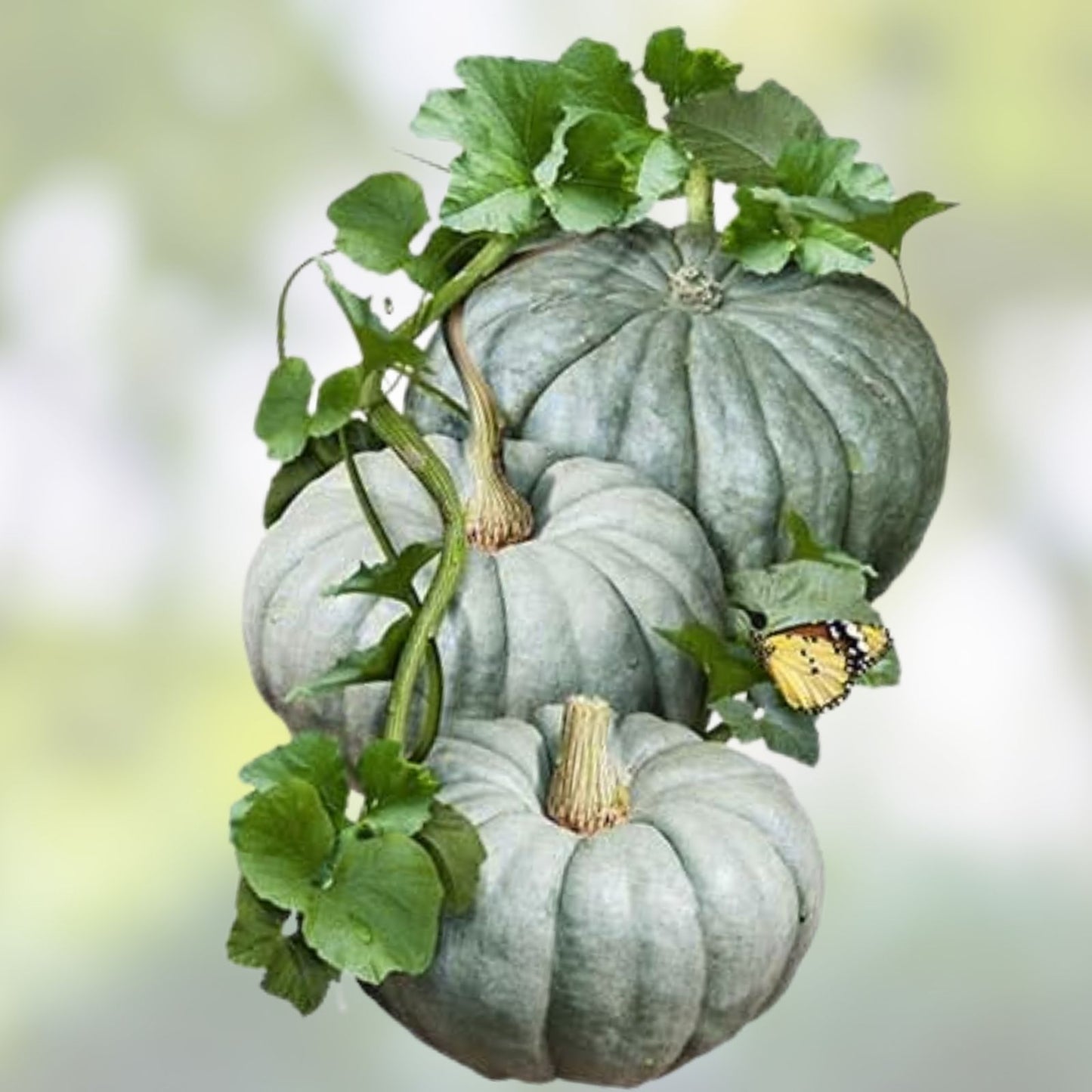 Blue Jarrahdale Pumpkin Seeds | 40 Seeds Packet | Exotic Blue Pumpkin Variety | Cucurbita maxima