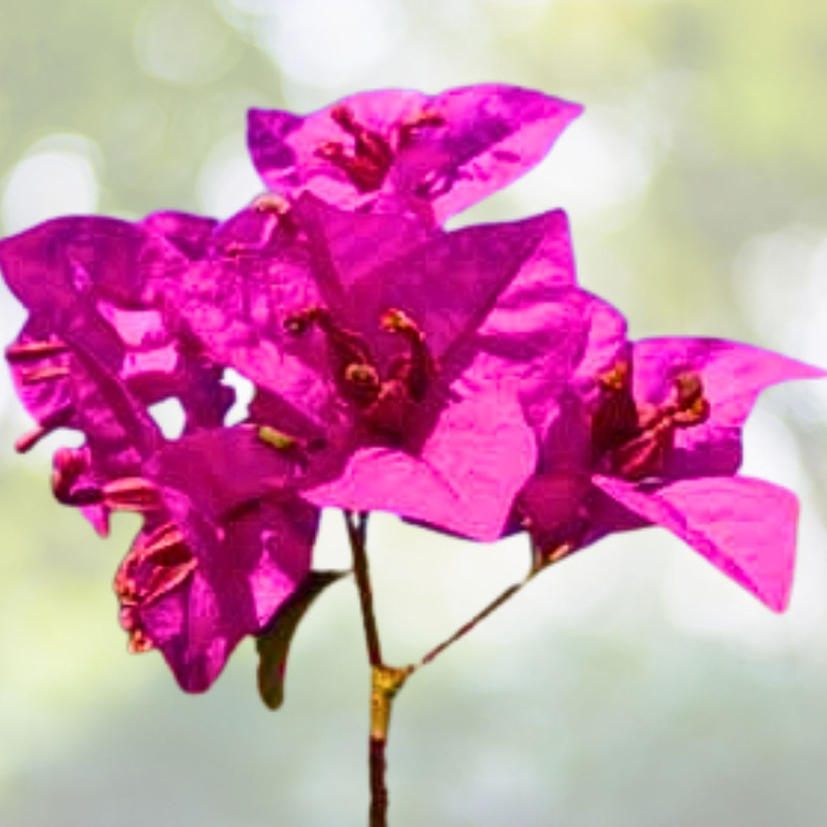 Bougainvillea Cuttings 6-Pack Purple Lavender Blooms Bougainvillea spectabilis