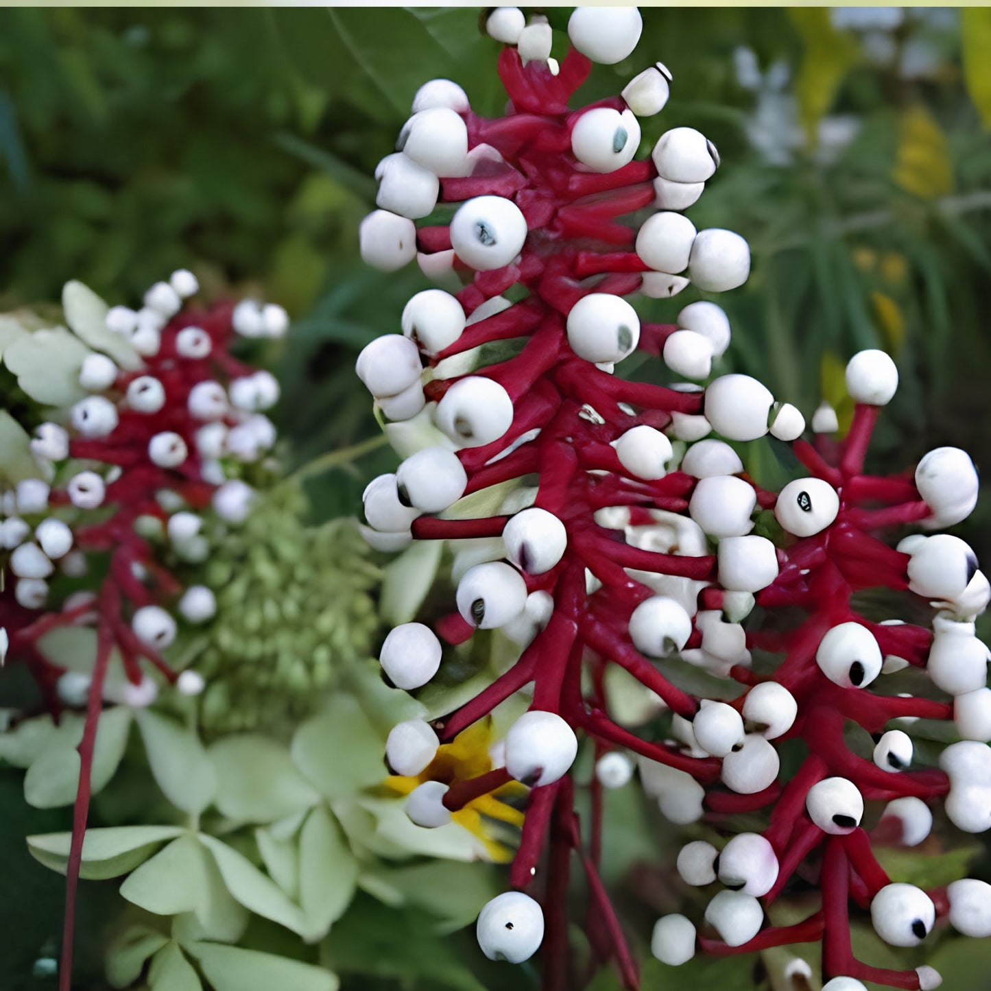 Doll's Eyes Wildflower Seeds – 20+ Non-GMO Seeds – Perennial Garden Plant – Actaea pachypoda – Shade Tolerant Flower Seeds