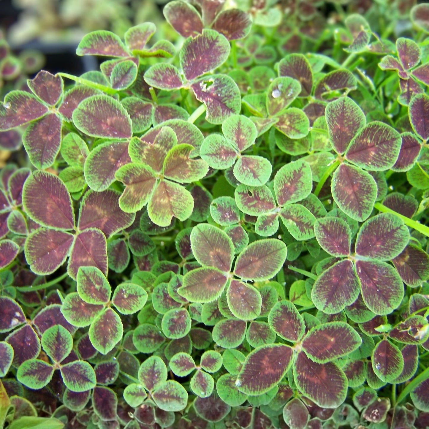 Live Starter Plant - Trifolium '4 Luck Coco Mint' Burgundy Green Foliage Ground Cover - Trifolium repens - Zones 4-10