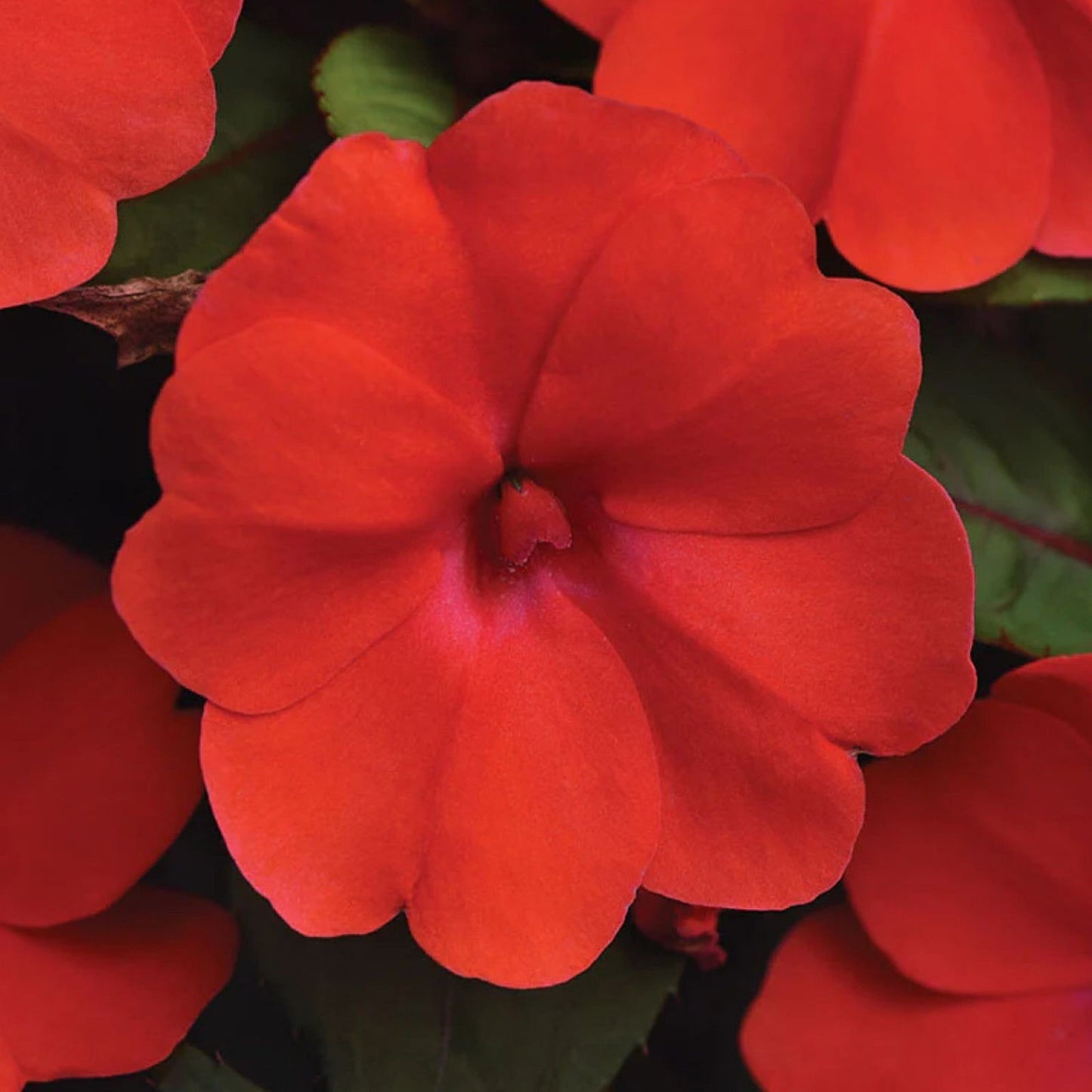 Impatiens Seeds 1000 Count Royal Red Sun & Shade Variety Impatiens walleriana Non-California Shipping