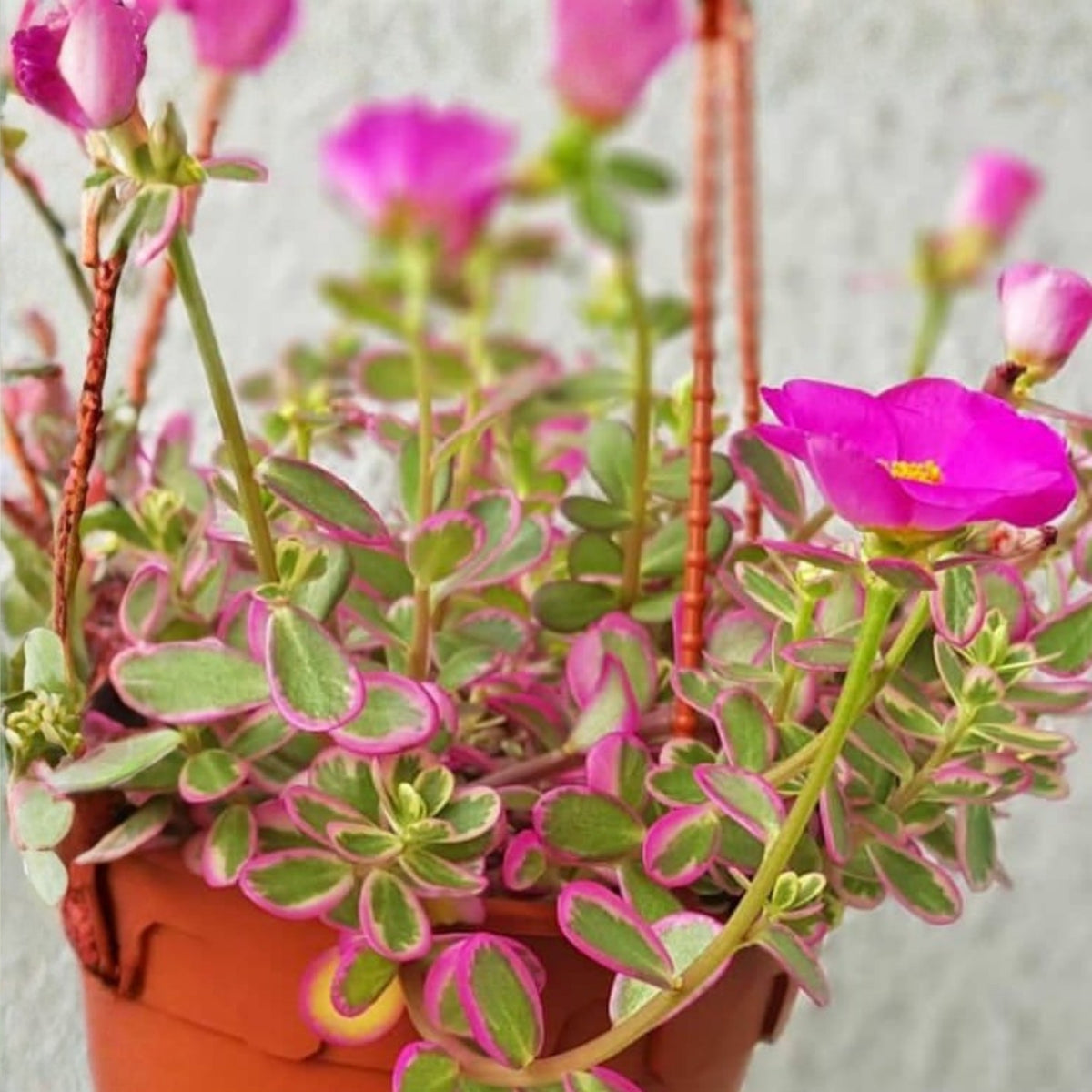 Hot Pink Portulaca Plant 6" Pot | Moss Rose | Portulaca grandiflora | Drought-Tolerant Ground Cover