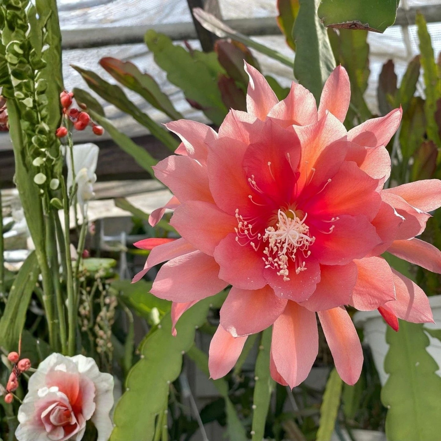 Epiphyllum Cutting - Unrooted HB Jeffrey's Royal Heir - Rare Orchid Cactus Variety for Succulent Collectors