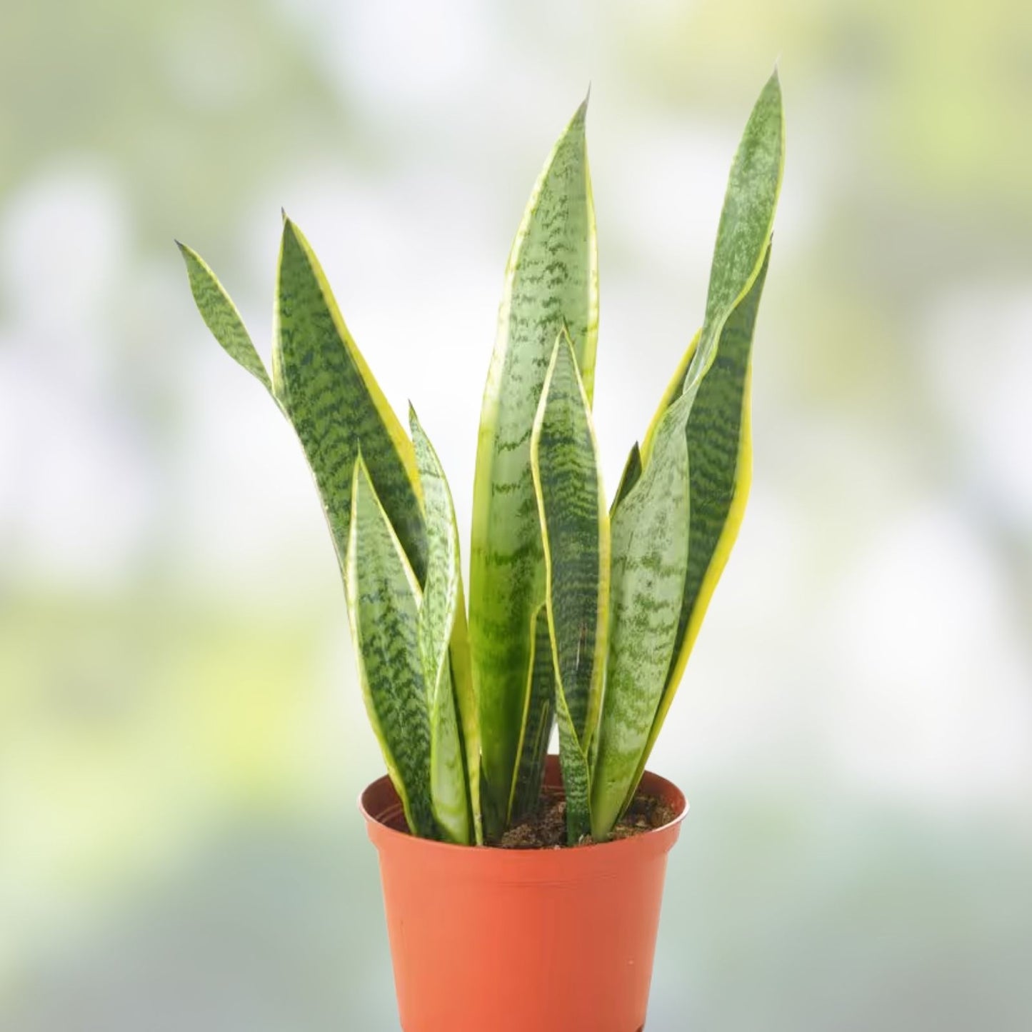 Sansevieria Laurentii Starter Leaf Cuttings – 6 Pack, Variegated Snake Plant, Hawaii Grown, Indoor Houseplant, Easy Care, Low Maintenance