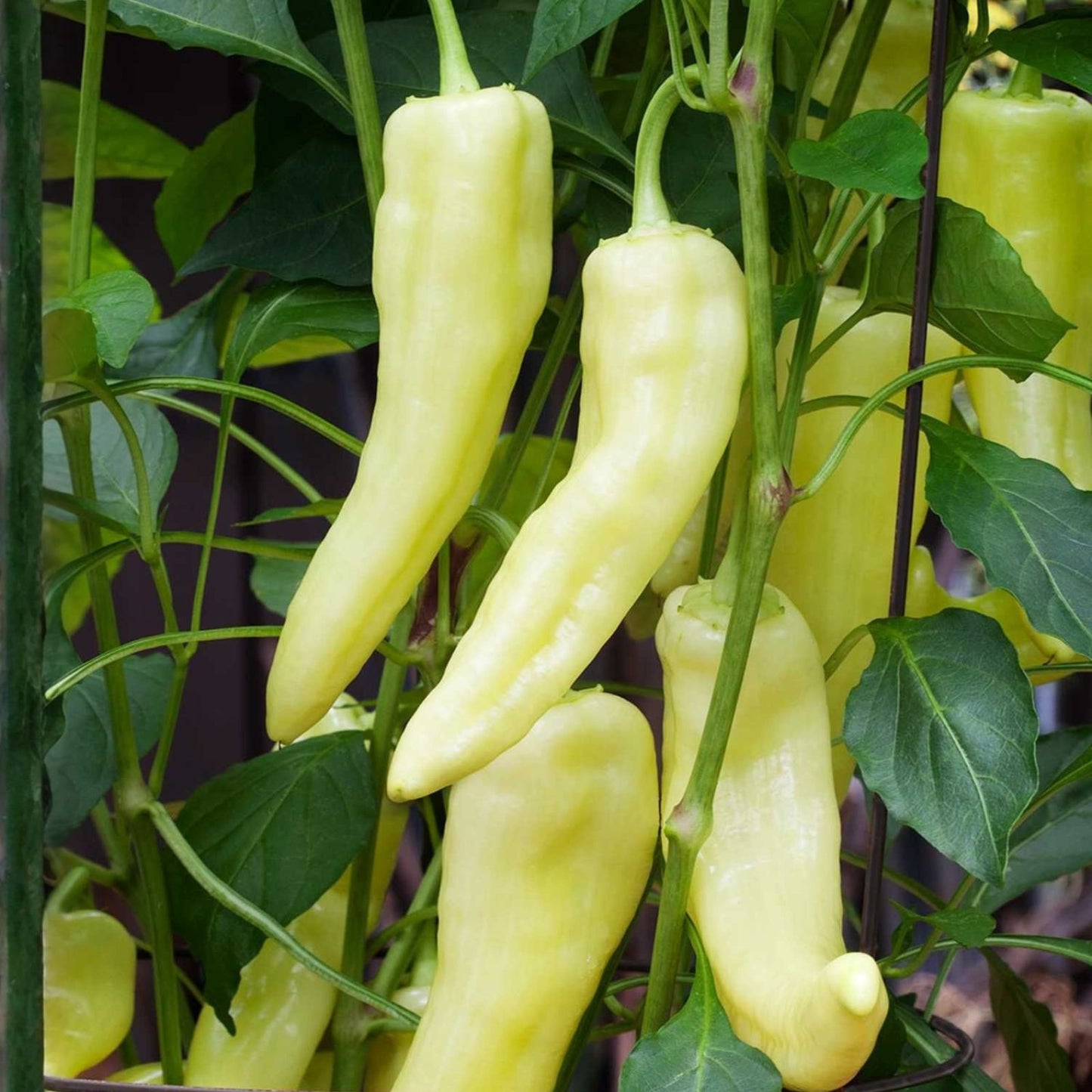 Sweet Banana Pepper Seeds 4 oz Non-GMO Heirloom Capsicum annuum for Home Gardens, Bell Peppers, Vegetable Gardening