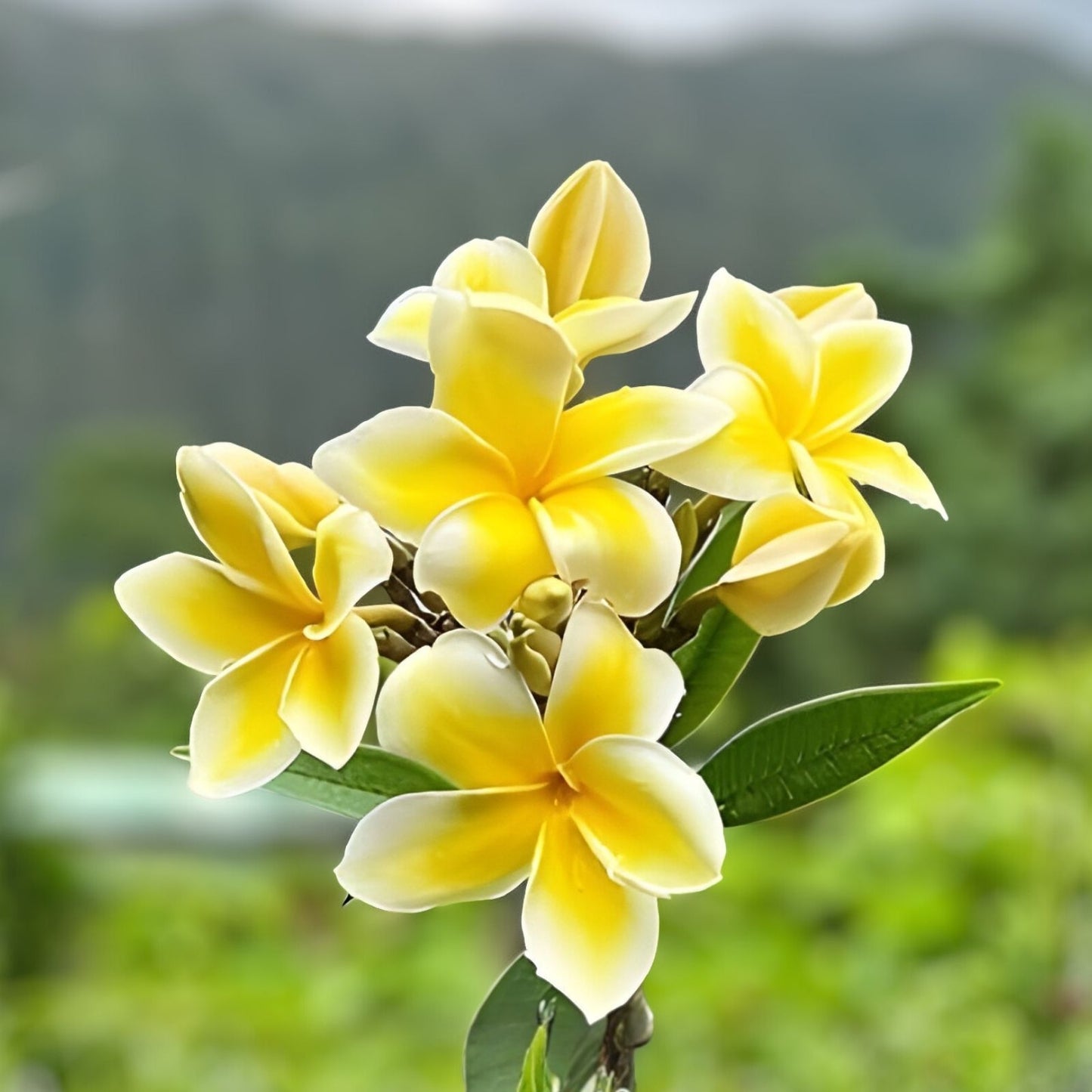 Plumeria Live Cuttings 6” White Fragrant Flower Plant Shrub - Tropical Garden, Wedding Decor - Plumeria spp.