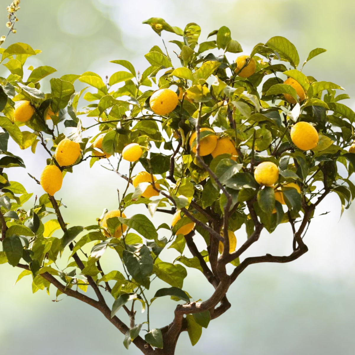 Meyer's Lemon Tree 2 Gallon - Citrus x meyeri - Fruit-Bearing Indoor/Outdoor Plant - Compact Citrus Variety