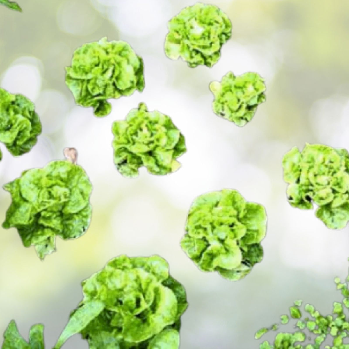 Tom Thumb Lettuce Seeds - Organic Miniature Heirloom - NON-GMO (Lactuca sativa) - Garden Vegetable Seeds for Home Growing