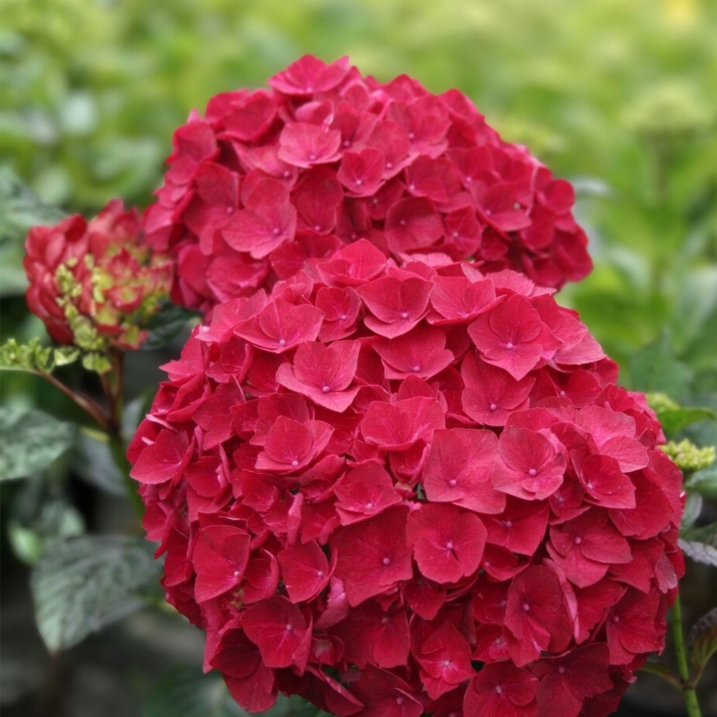 Hydrangea Seeds Ruby Riches Non-GMO Flower Seeds 85 or 250 Count Hydrangea macrophylla