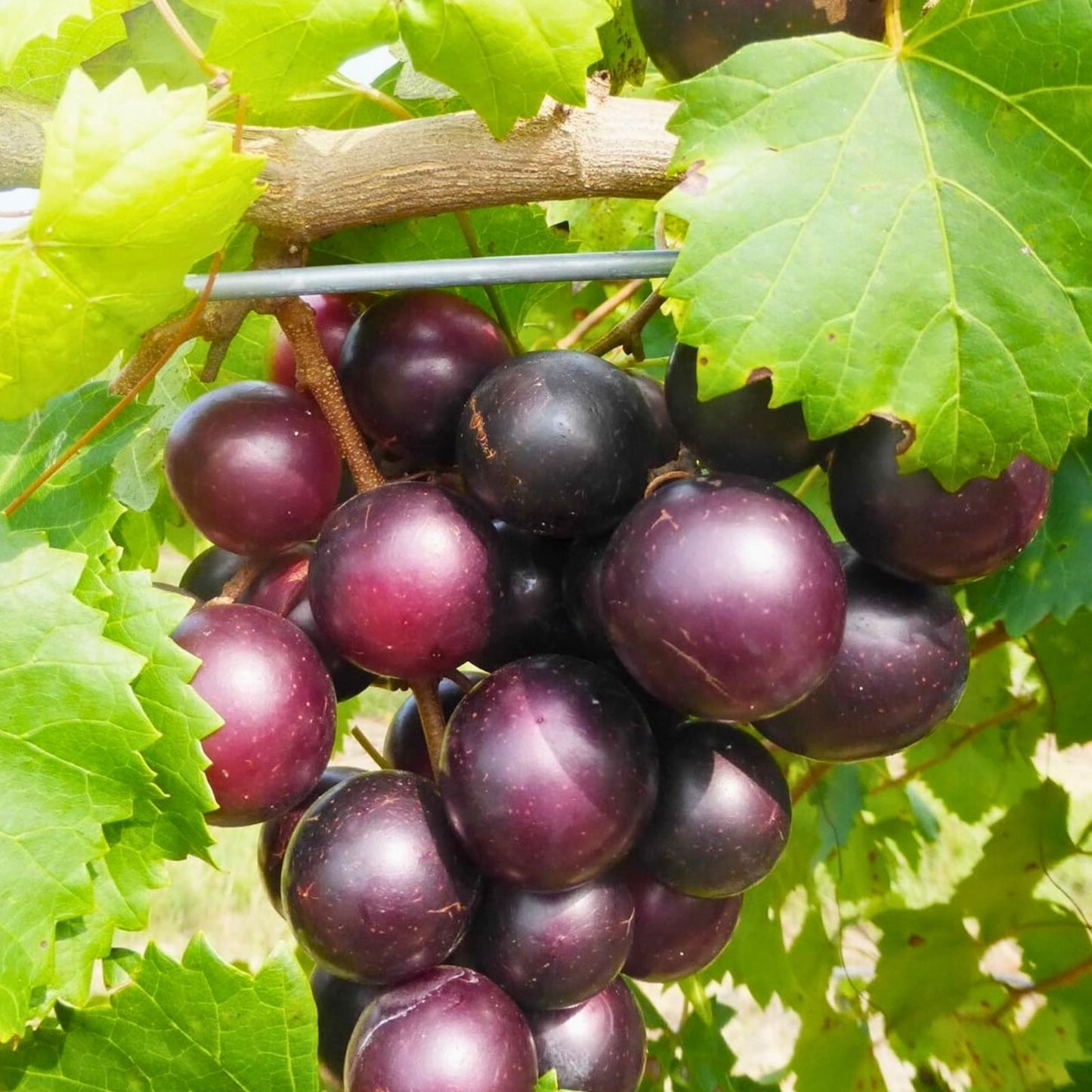 Scuppernong Muscadine Grape Seedlings 2-Pack | Vitis rotundifolia | Fast Growing Vine | Fruit Bearing Grape Plants
