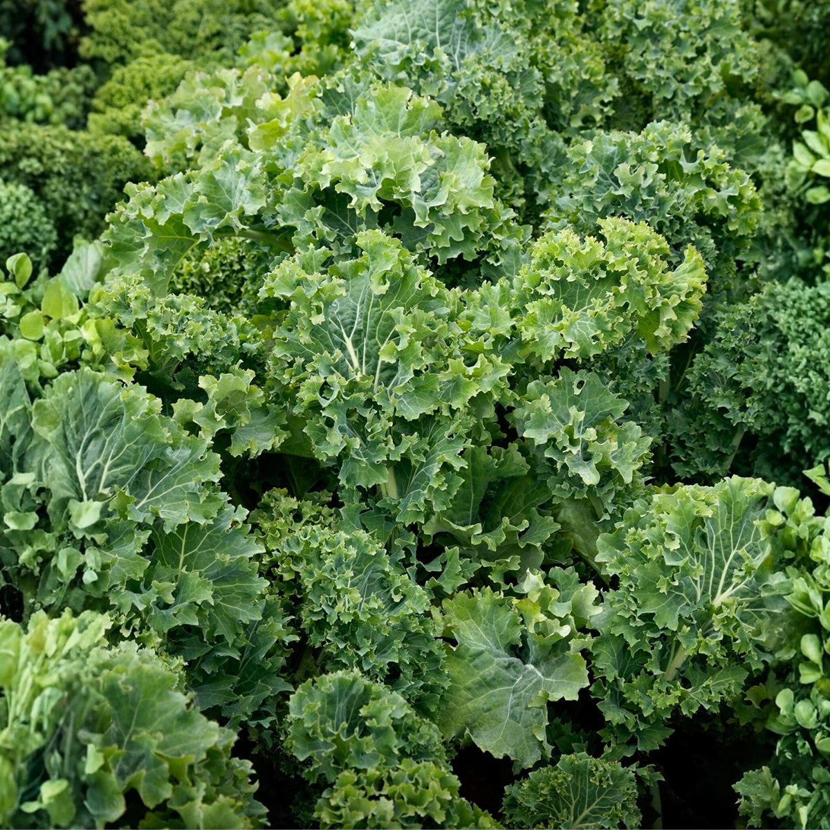 Kale Seeds 1000 Count Dwarf Siberian Heirloom Non-GMO Brassica oleracea Healthy Green Vegetables