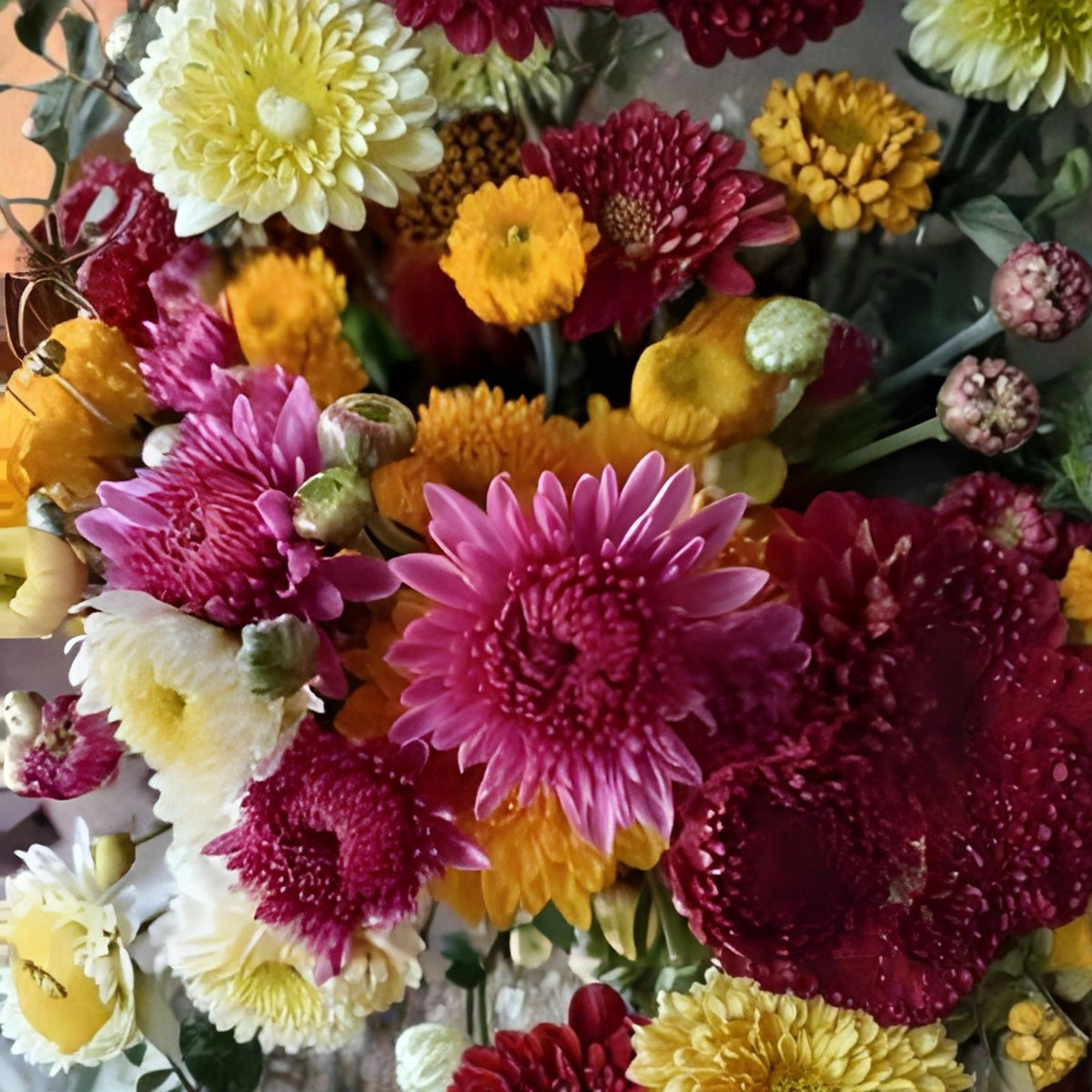 Chrysanthemum Seeds 200+ Faded Lilac Annual Flower Seeds Mum Seeds Chrysanthemum morifolium