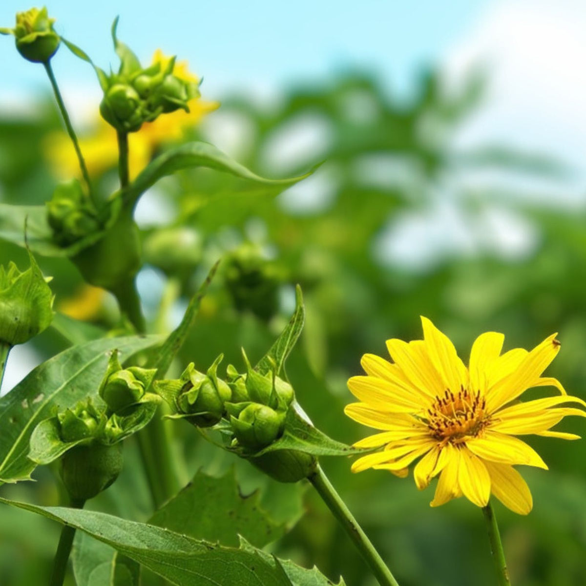 Jerusalem Artichoke Tubers - 4 Large Organic Red Helianthus tuberosus - Planting Ready for Home Gardens