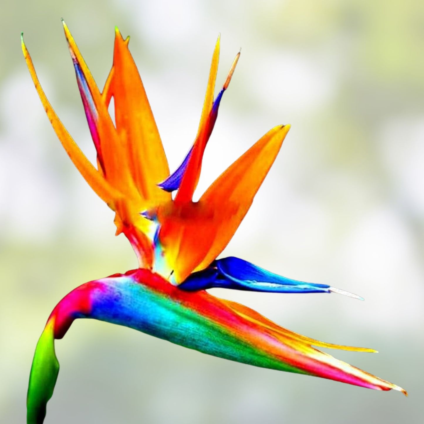 Bird of Paradise Flower Seeds - 5 Seeds - Strelitzia reginae - Exotic Tropical Plant for Gardens and Landscaping