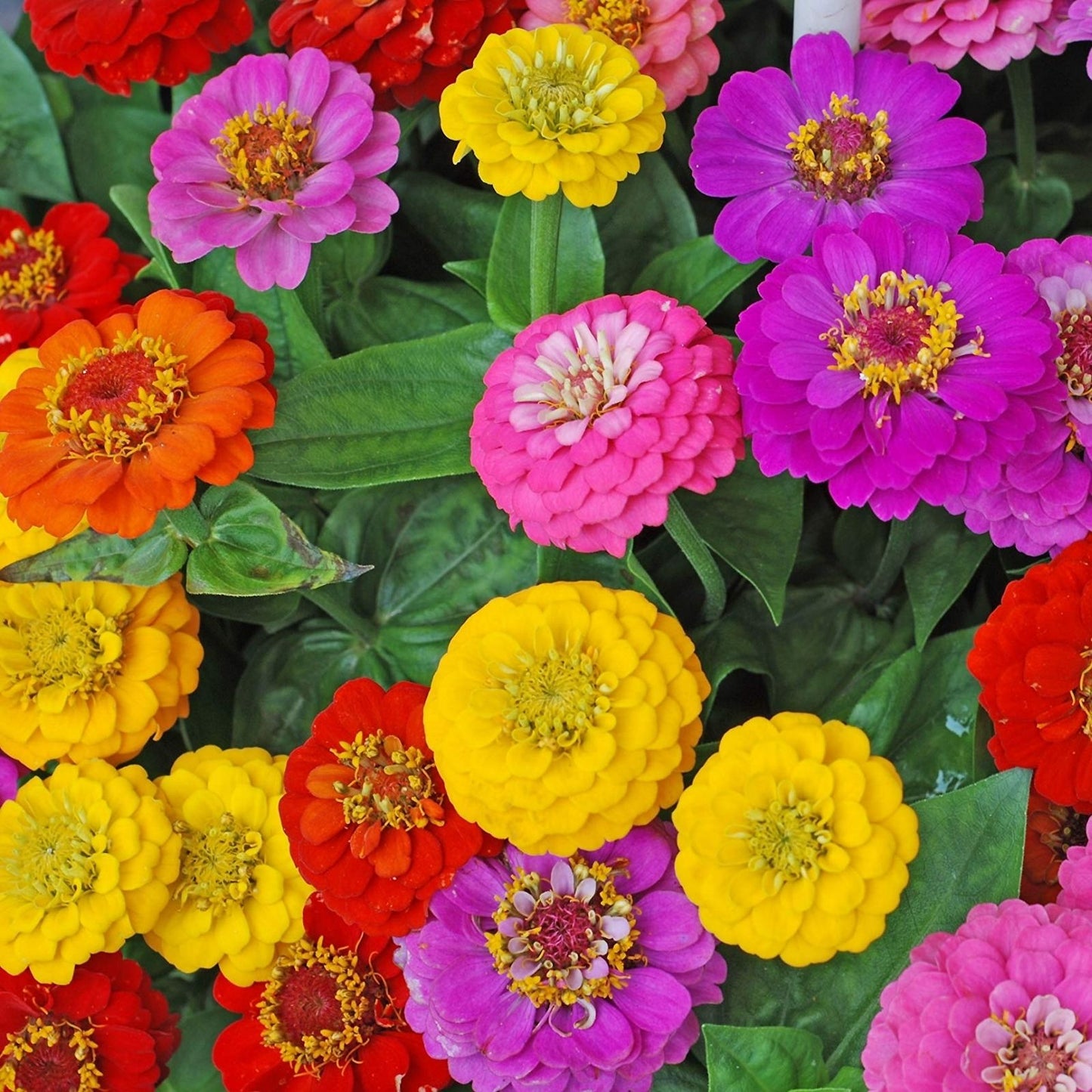 Zinnia Seeds for Planting - 250+ Cut and Come Back Vibrant Colors - Zinnia elegans Flower Seeds