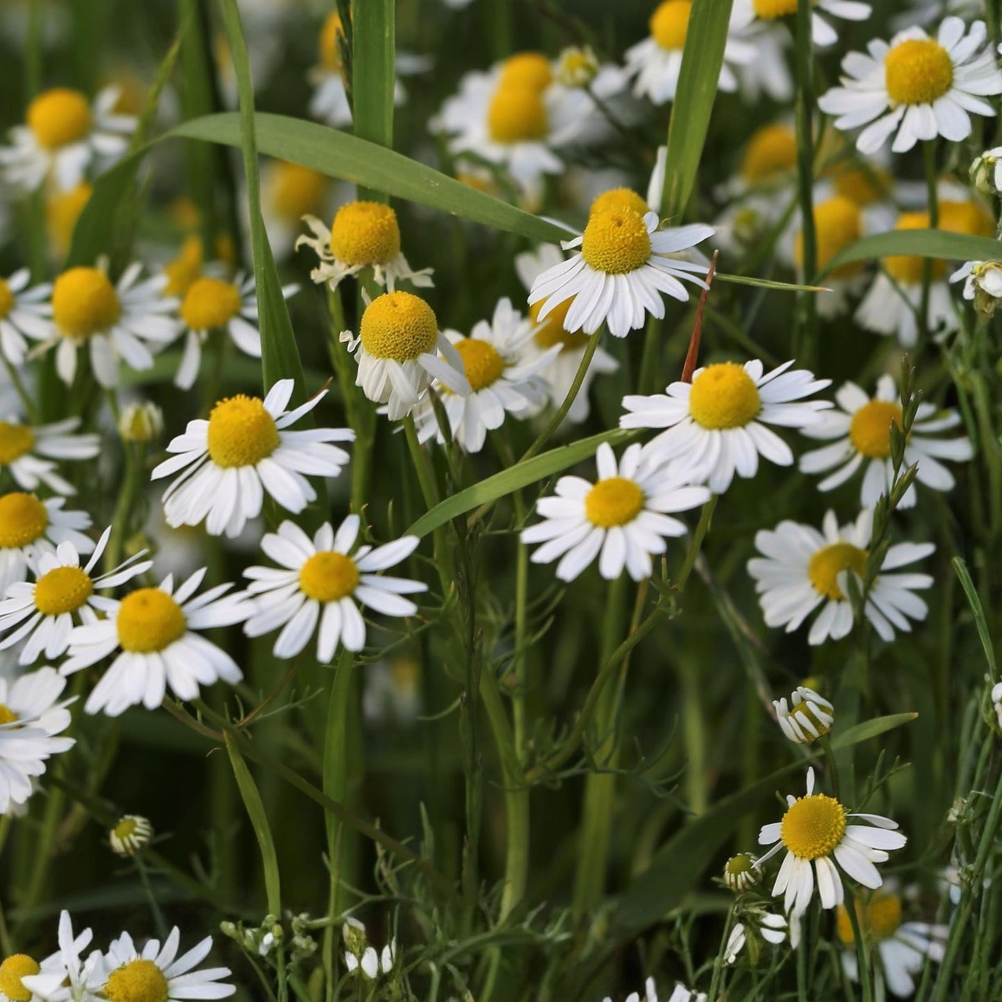 German Chamomile Seeds 500 Count Heirloom Non-GMO Matricaria chamomilla for Tea and Garden