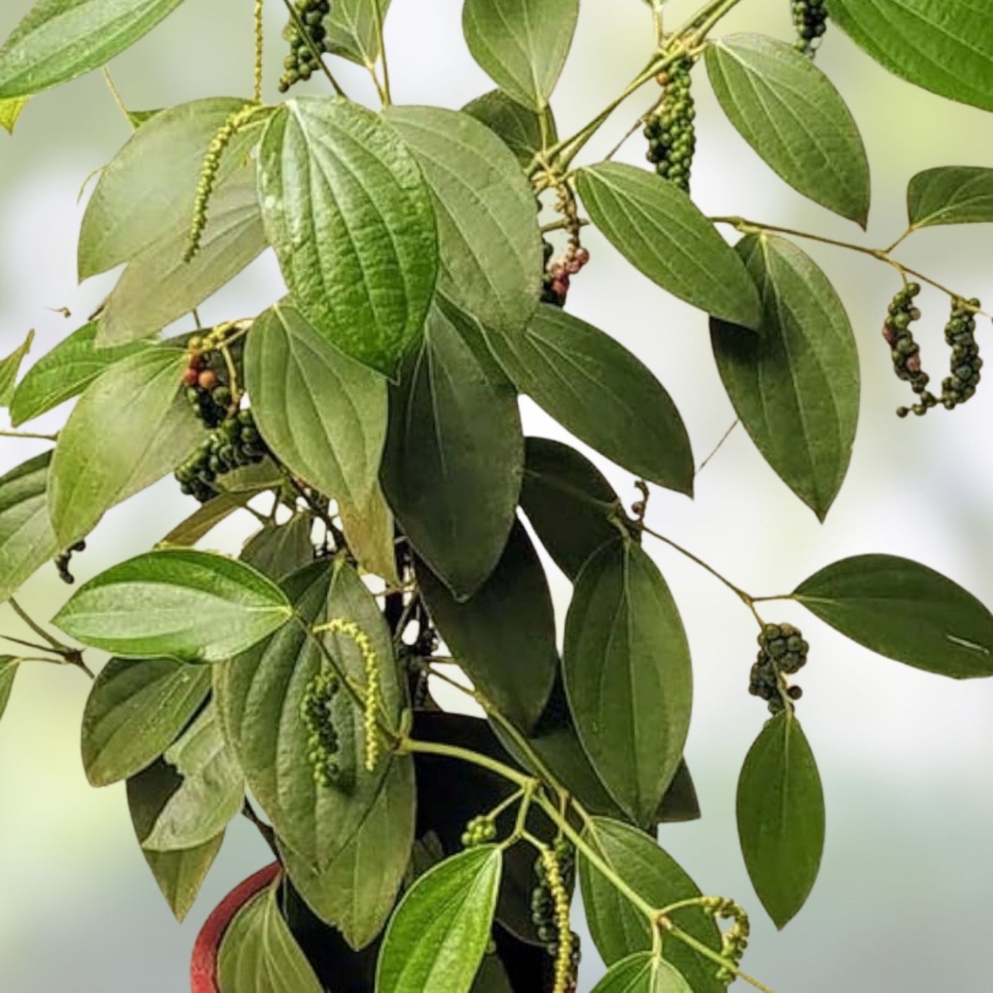 Black Peppercorn Vine Seeds 20 Pack, Medicinal Herb Piper nigrum, USA Seller, Free Shipping