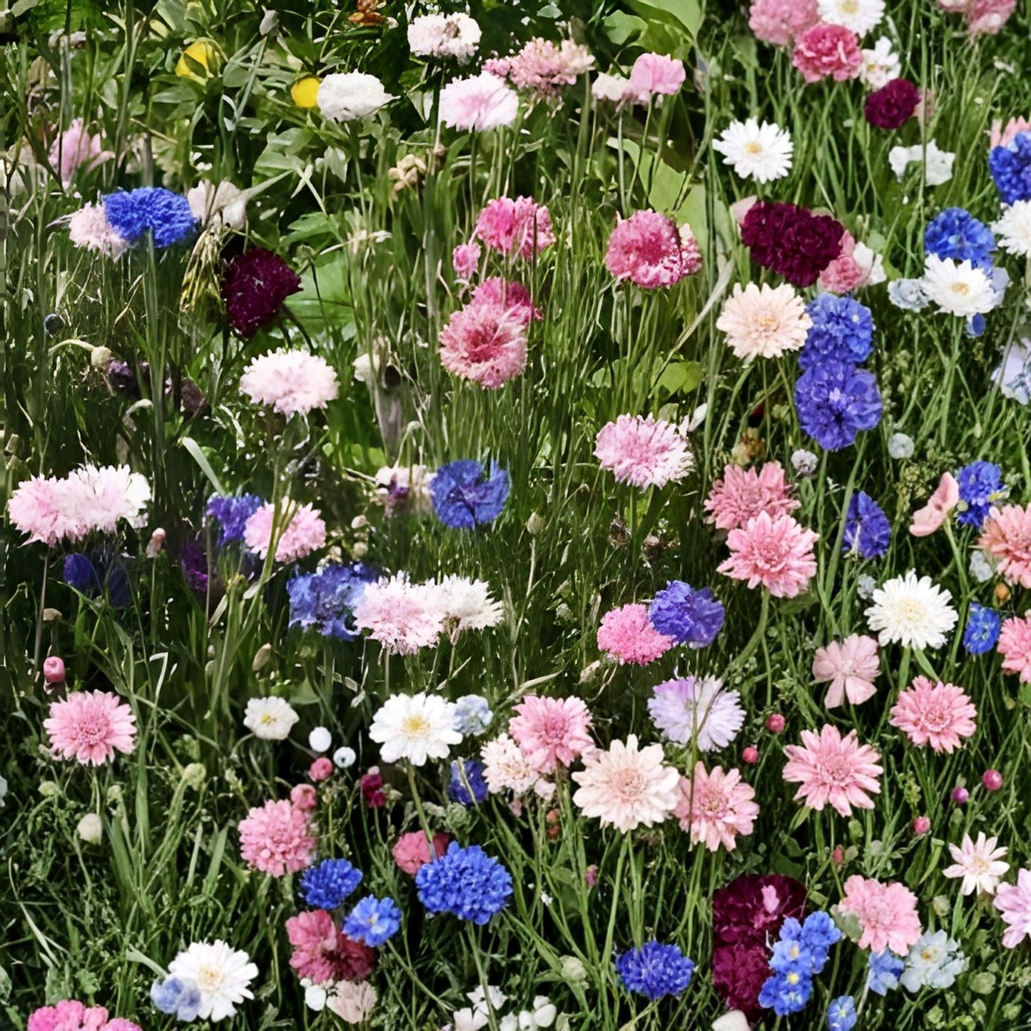 Brilliant Red Corn Poppy Seeds 1000+ Premium Papaver rhoeas for Vibrant Garden Blooms