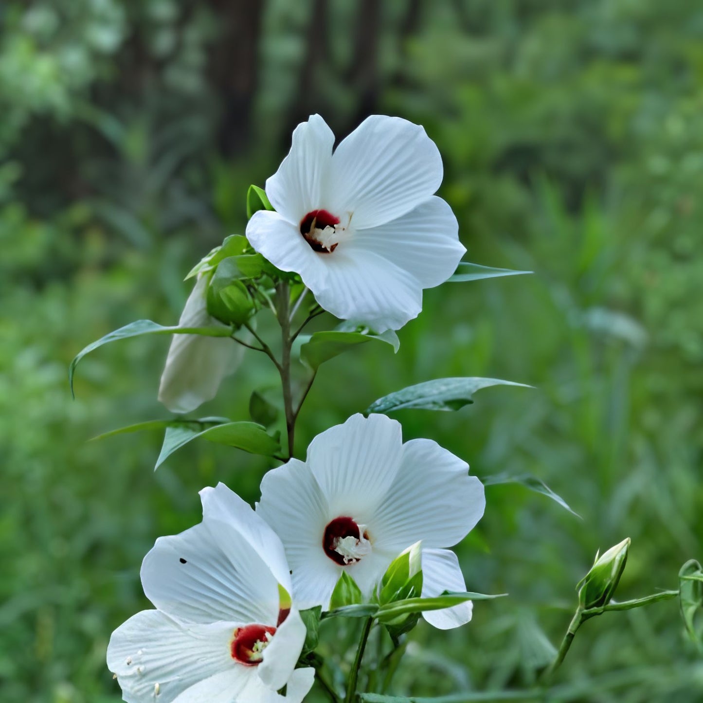 White Rose Mallow Bush Seedling - Hibiscus moscheutos - Perennial Flowering Plant for Garden Landscaping