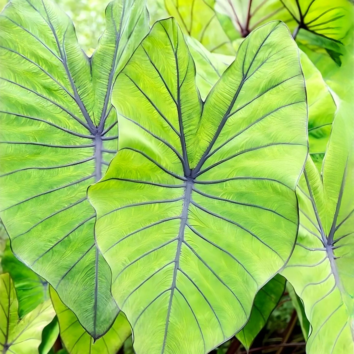 Hawaiian Punch Elephant Ear Plant - Small Rooted Starter - Colocasia esculenta - Tropical Houseplant for Indoor & Outdoor Decor