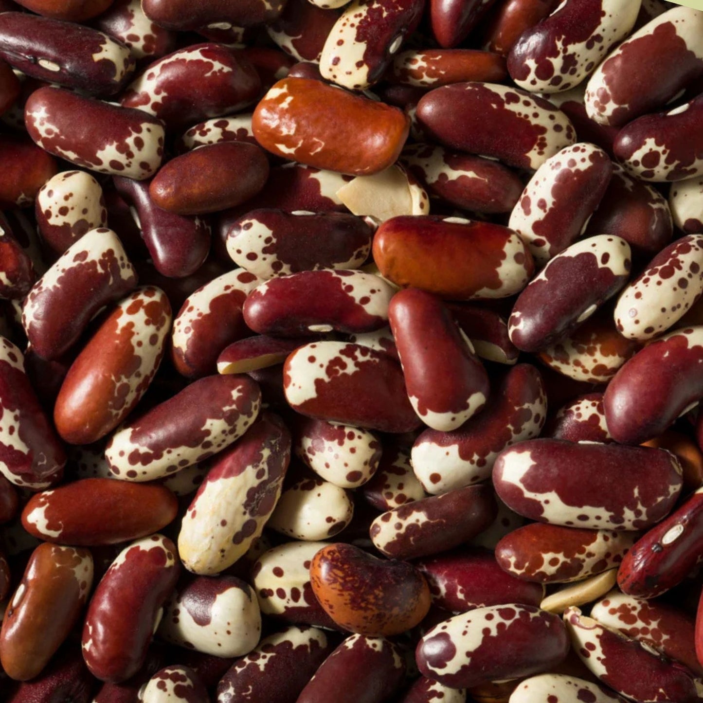 Jacob's Cattle Bean Seeds - 20 High Yielding Phaseolus vulgaris Seeds for Cooking and Gardening