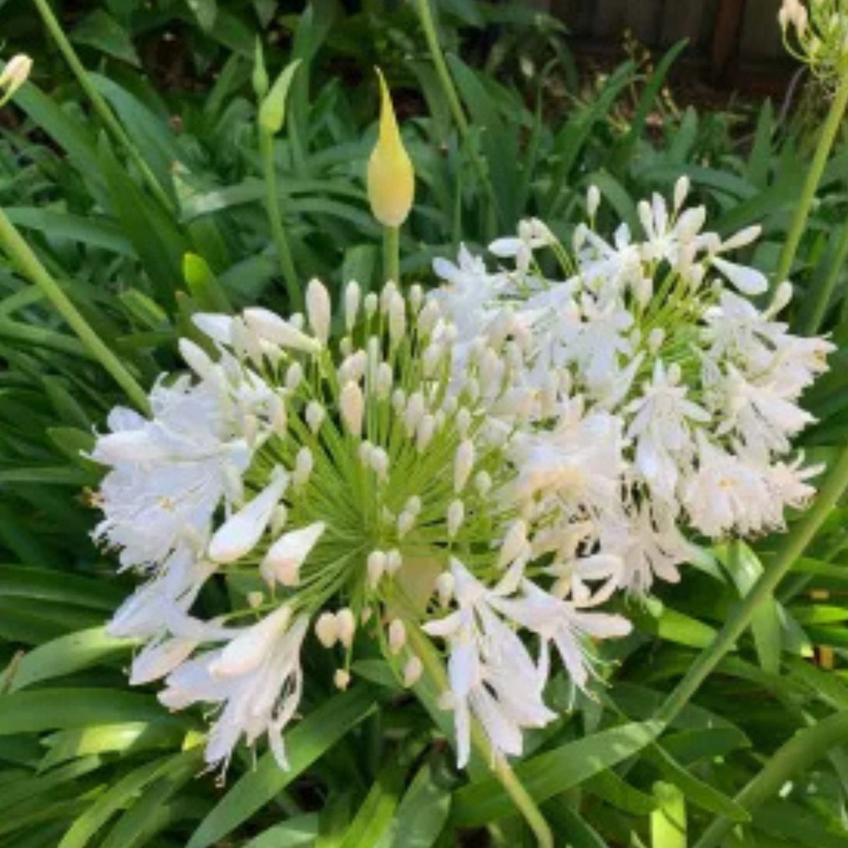 Agapanthus-Live-Plants-Getty-White-Perennial-Flowering-Plants-No-Pot-Ideal-for-Gardens-and-Landscaping