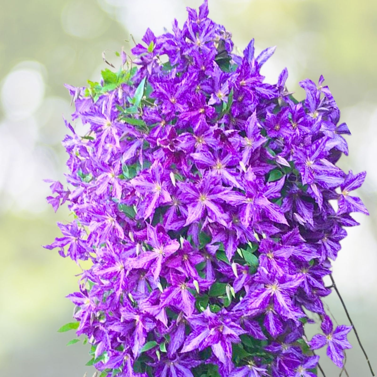 Tie Dye Clematis Plant in 2.5" Pot - 6" Flowers - Dark Purple/Silver Streaks - Clematis viticella