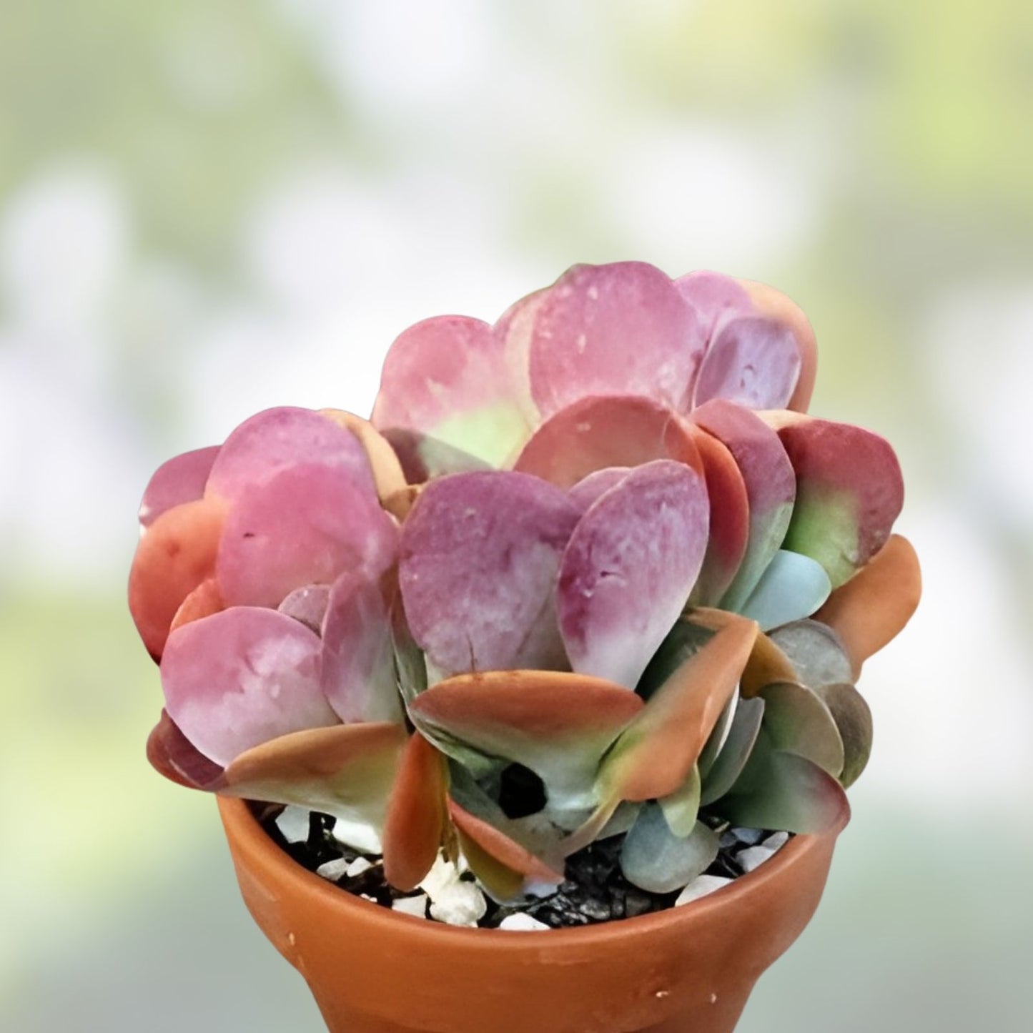 Lavender Kalanchoe Cuttings 4-6” Unrooted Houseplant Kalanchoe luciae Succulent Propagation