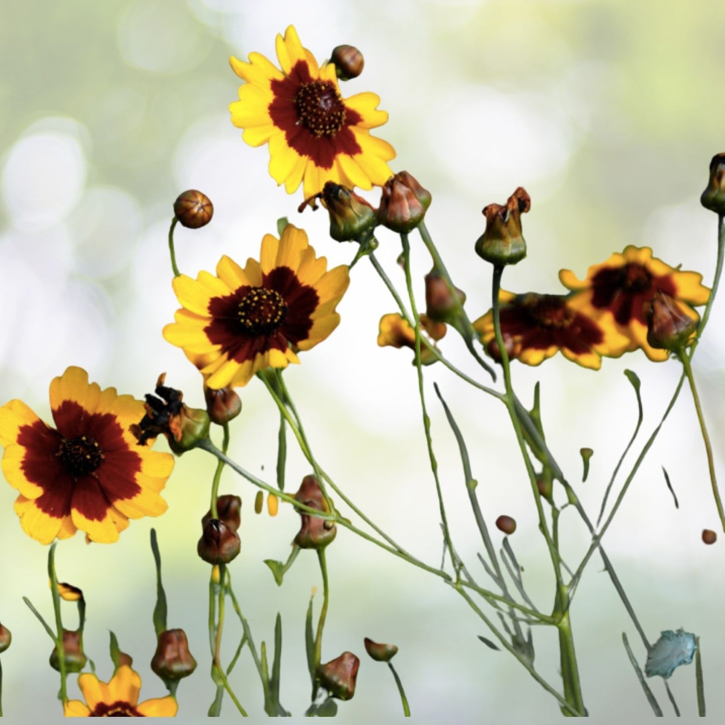 Dwarf Plains Coreopsis Seeds - 2000+ Edible Medicinal Wildflower Seeds | Native Tickseed (Coreopsis tinctoria)