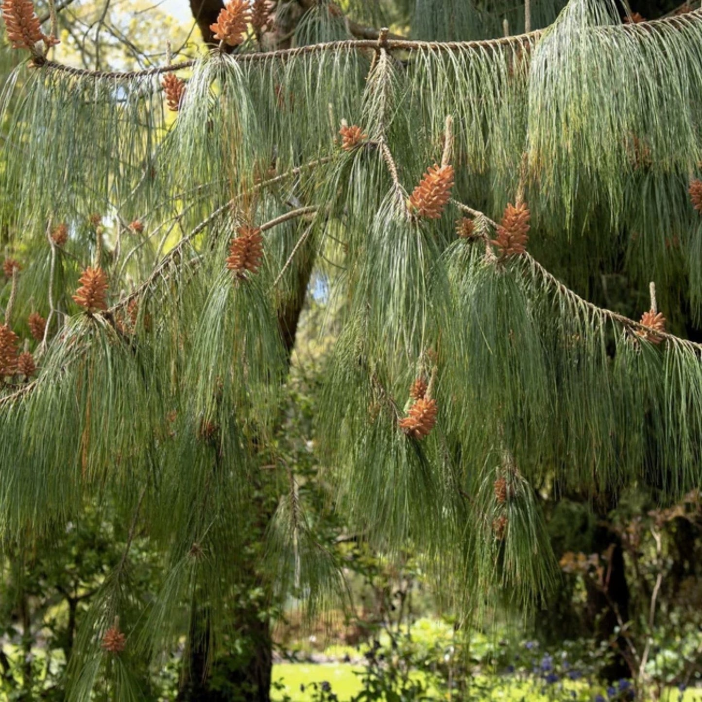 Mexican Weeping Pine Tree Seeds 30 Count – Pinus patula Native Evergreen Seeds for Planting