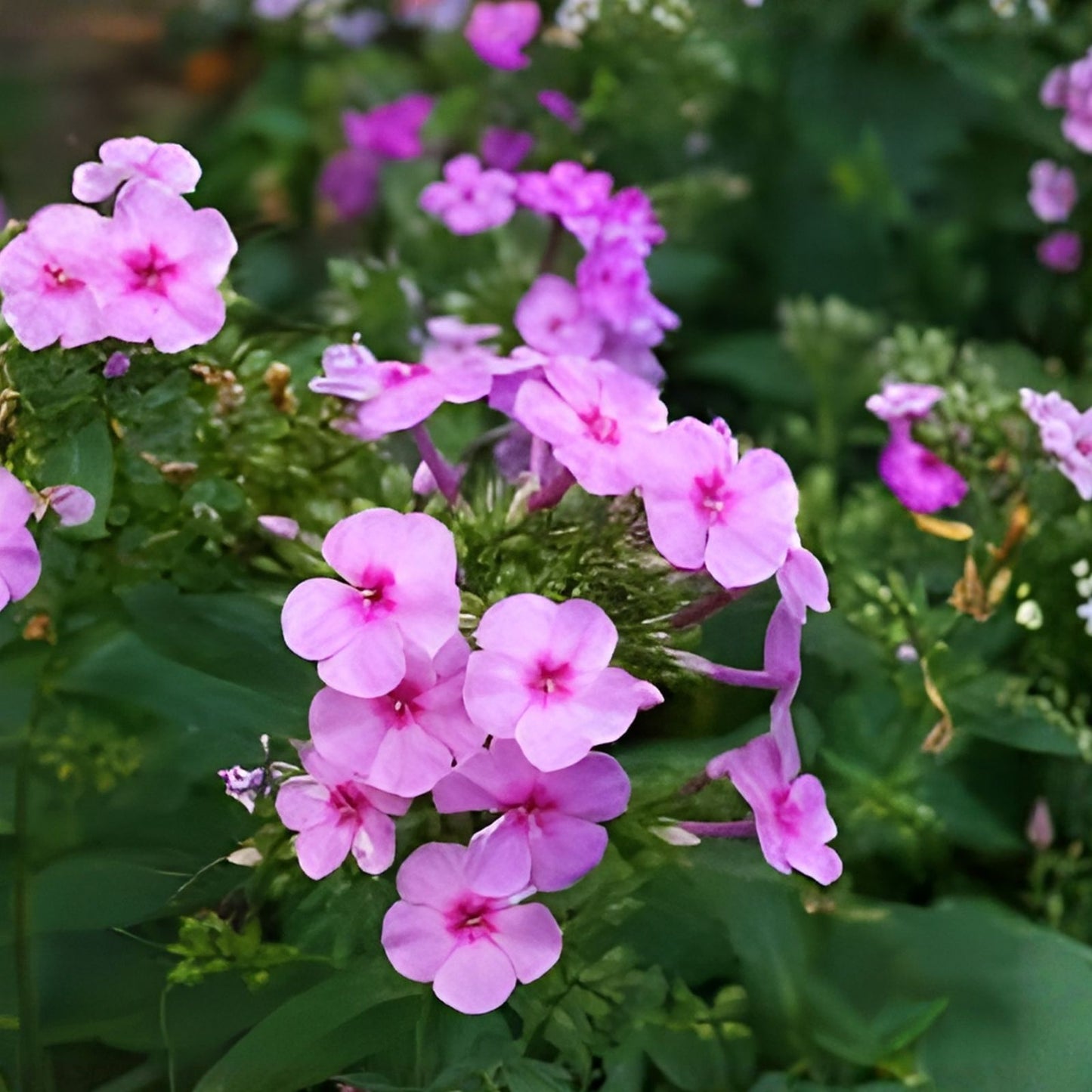 Phlox Seeds 125 Count Fuchsia Garden Bloom Annual Flower Seeds Phlox paniculata
