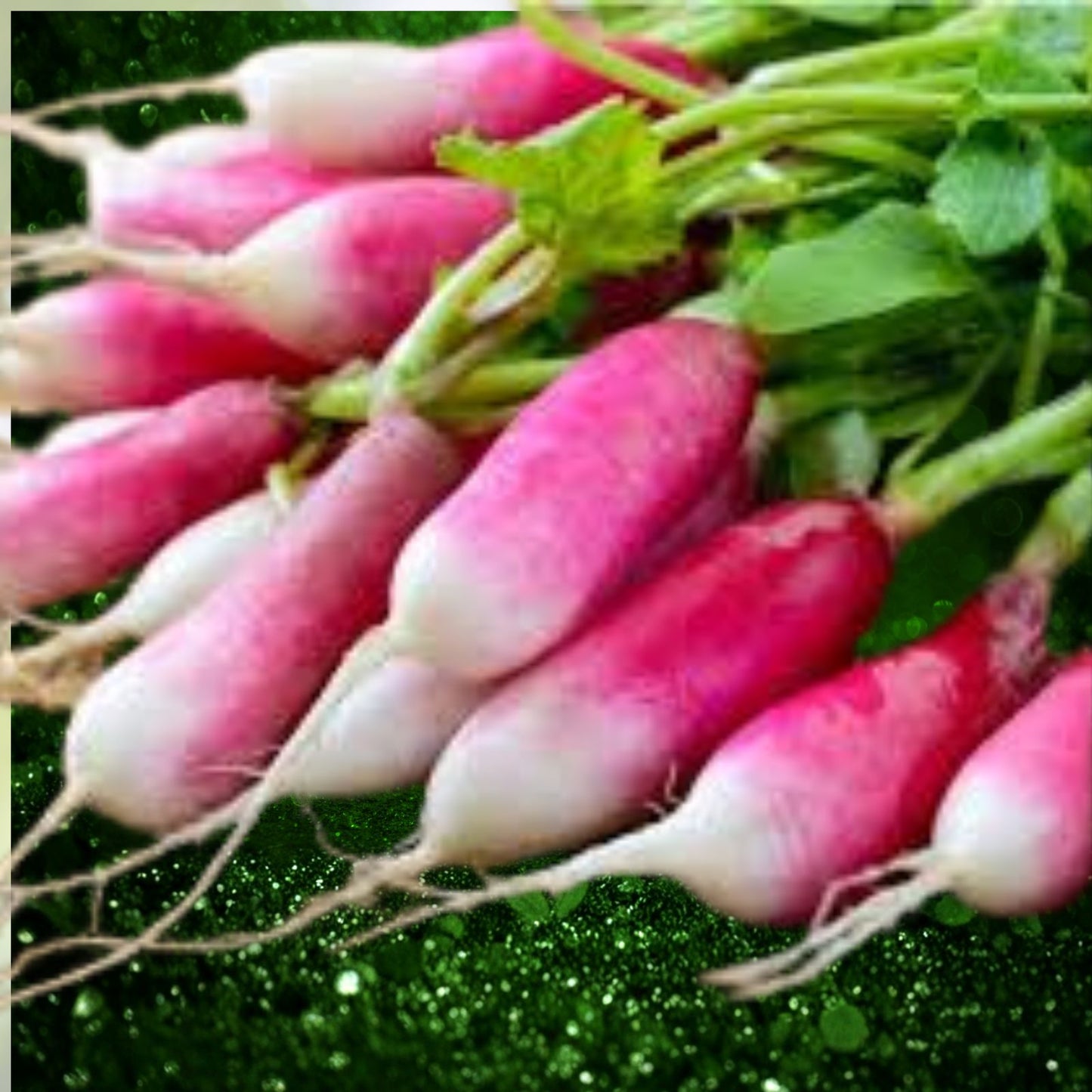 Radish Seeds 50+ French Breakfast Non-GMO Fast-Growing Vegetable Seeds Raphanus sativus for Home Gardens
