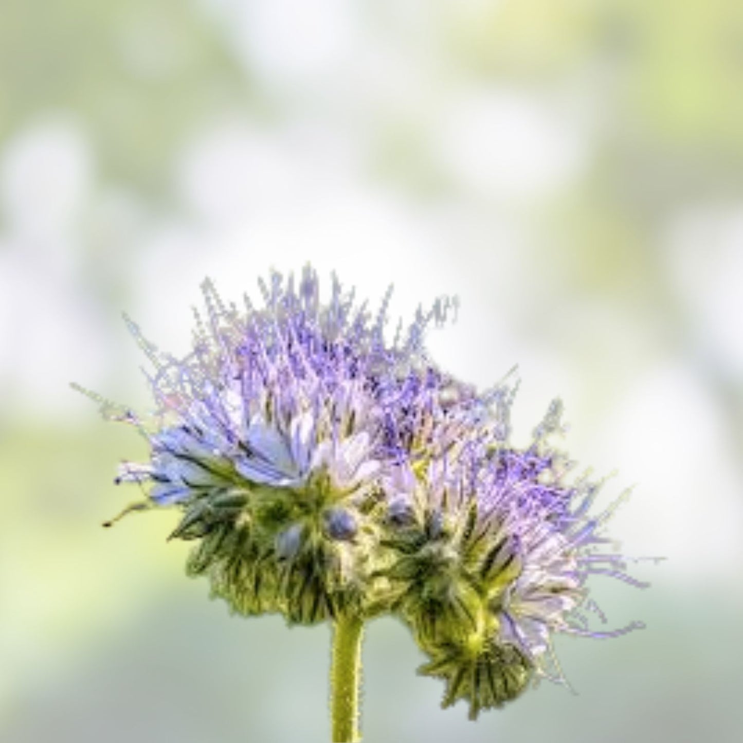 Lacy Phacelia Seeds 250 - Phacelia tanacetifolia Wildflower Seeds Pollinator Bee Attractant Garden Plant