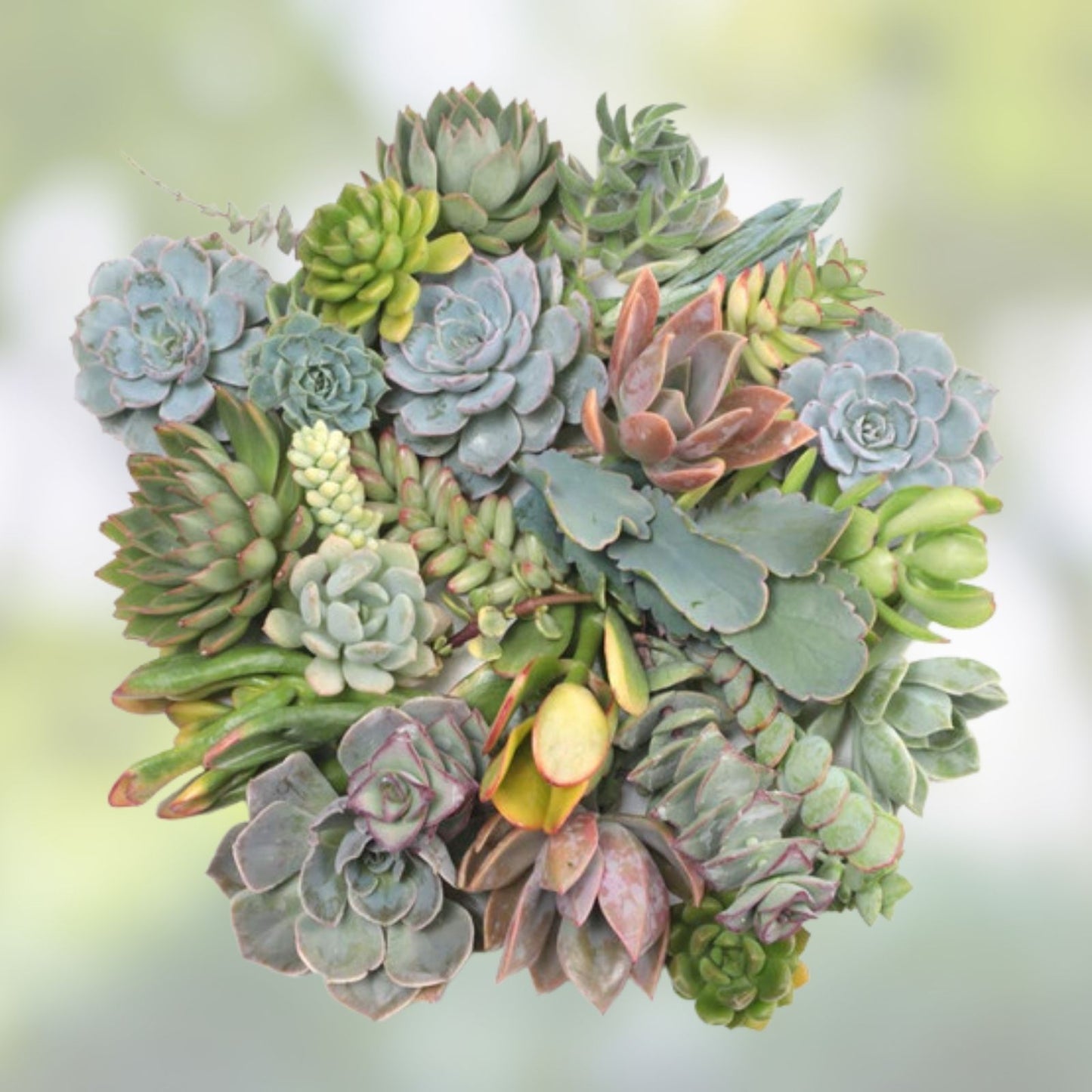 50 Assorted Succulent Cuttings - Variety Pack for Planting, Decor & Crafts - Easy to Grow, Drought Tolerant, Assorted Varieties